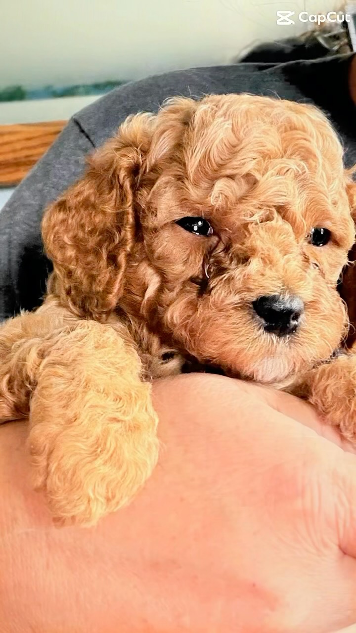 Cavapoo puppies!! Ready 9/13/26! #cavapoo #puppy #puppies #puppypawscolorado #puppylove
