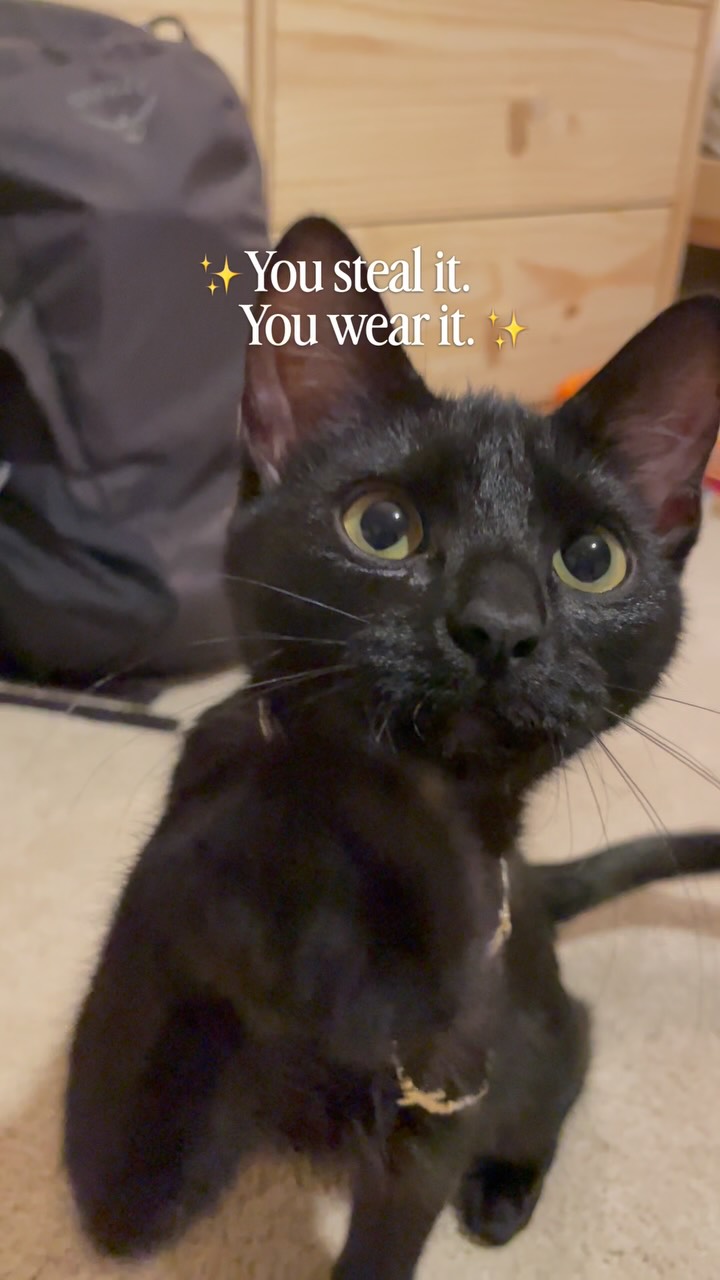 New Rule for our Petsitting Adventures? I think so 😹
Follow @thegreatattemptvlog for more full time couples travel, marriage humor, animal rescue & petsitting around the world content! 😊
——
If you are new here hello! 👋 We are Rhett & Lynnae! Just your average everyday couple on a mission to live life to the fullest - currently on a global backpacking trip! 🗺️✨
Petsitting around the world | cat lovers | funny kitten | you steal it you wear it | kittens #petsittingadventures #travelingpetsitter #kittenoftheday