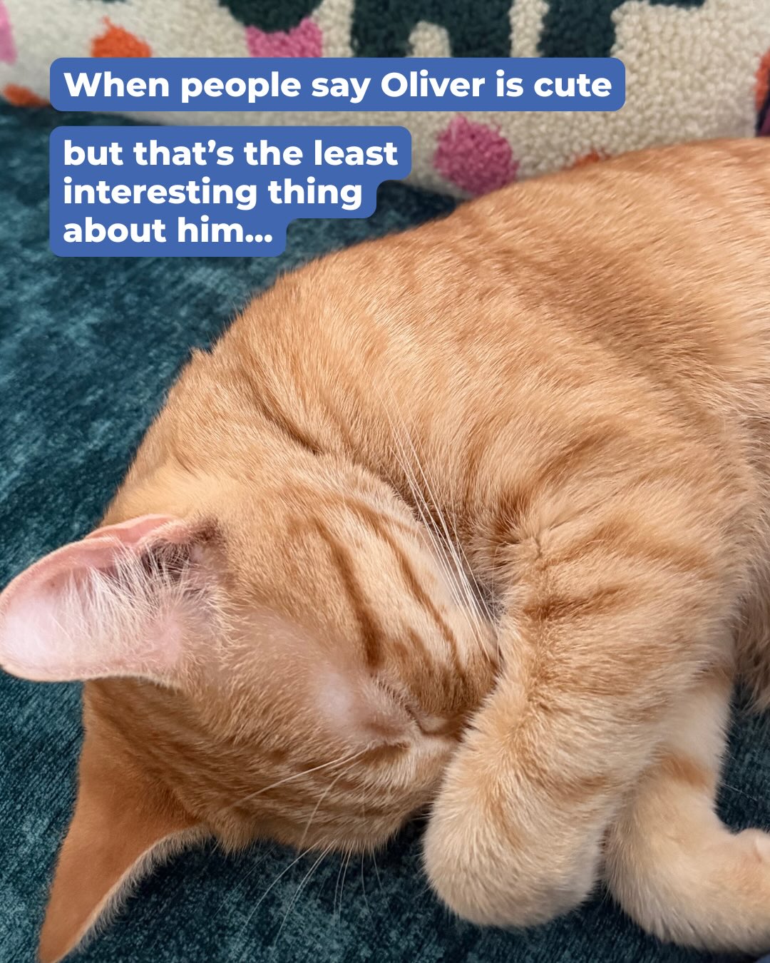 He contains multitudes ✨🐱