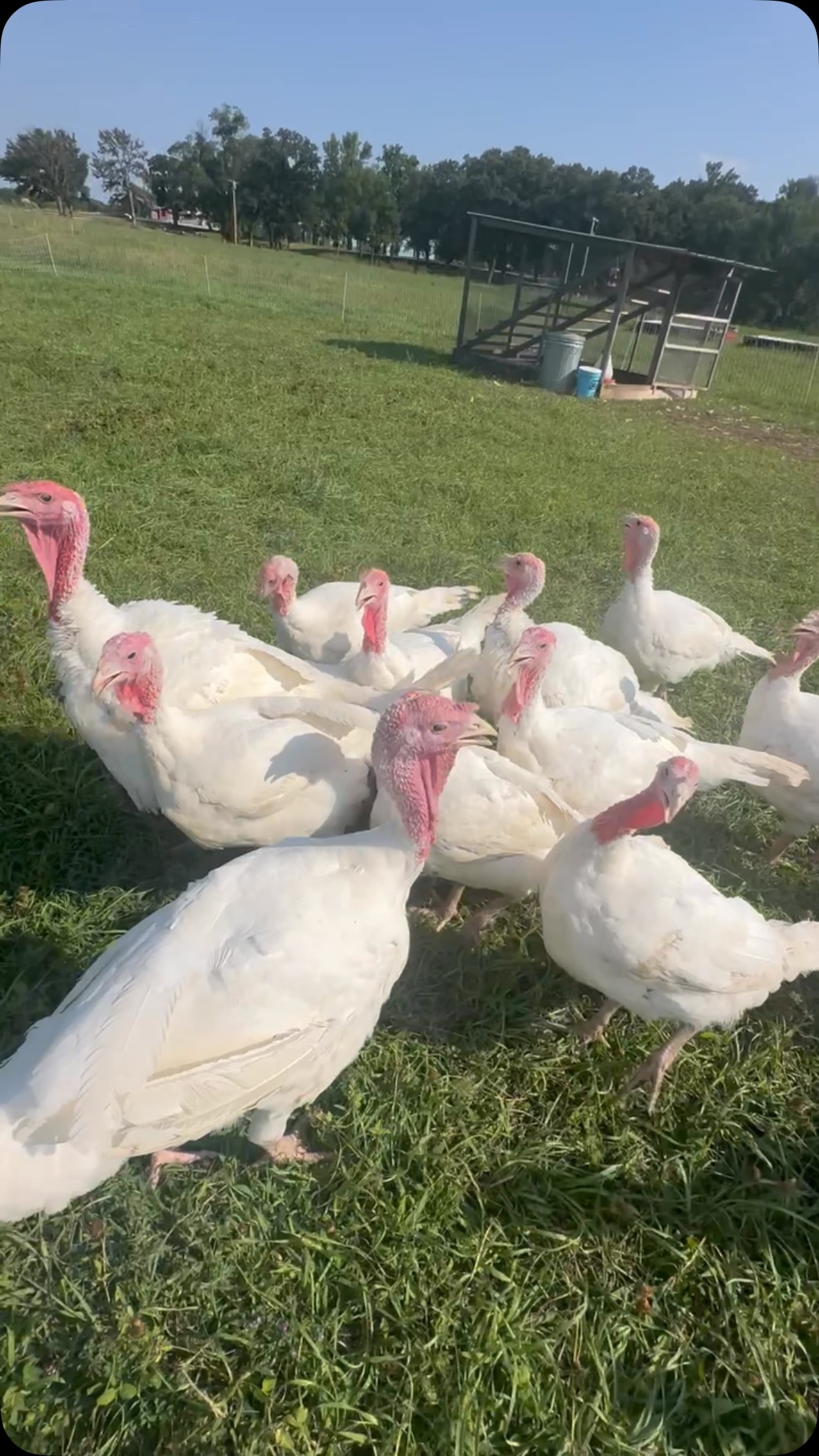 Stop by the farm Saturday 8-12!!