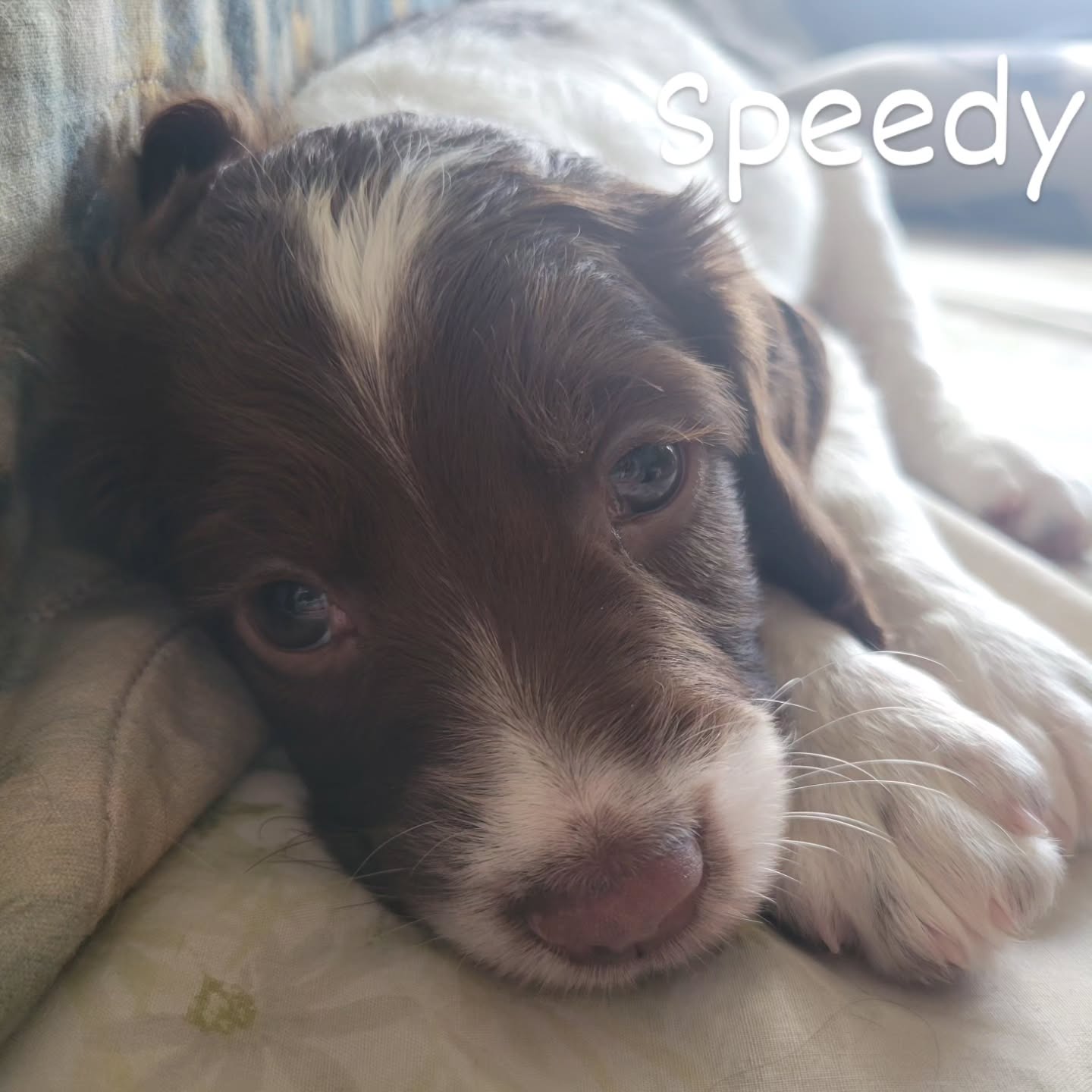 Babies are 5 weeks today.
#dog #puppy #baby