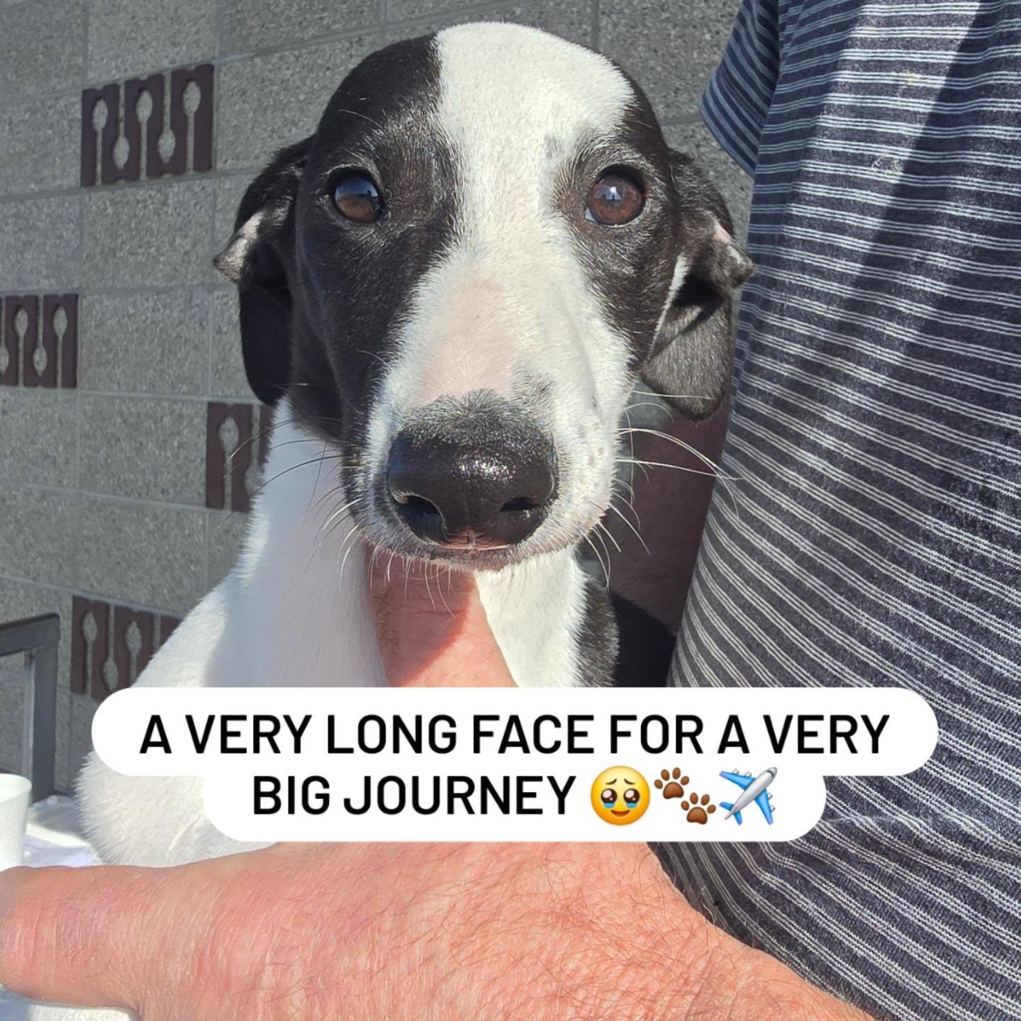 Freddy the Whippet and Boss the Schnoodle flew out on the same flight this morning to Christchurch.
They parted ways for their second flight. Freddy's new home is in Dunedin and Boss new home is sunny Nelson🛬🩵🩵
#mondayvibes #whippet #scnoodle #puppylove #Hamiltonpettransport