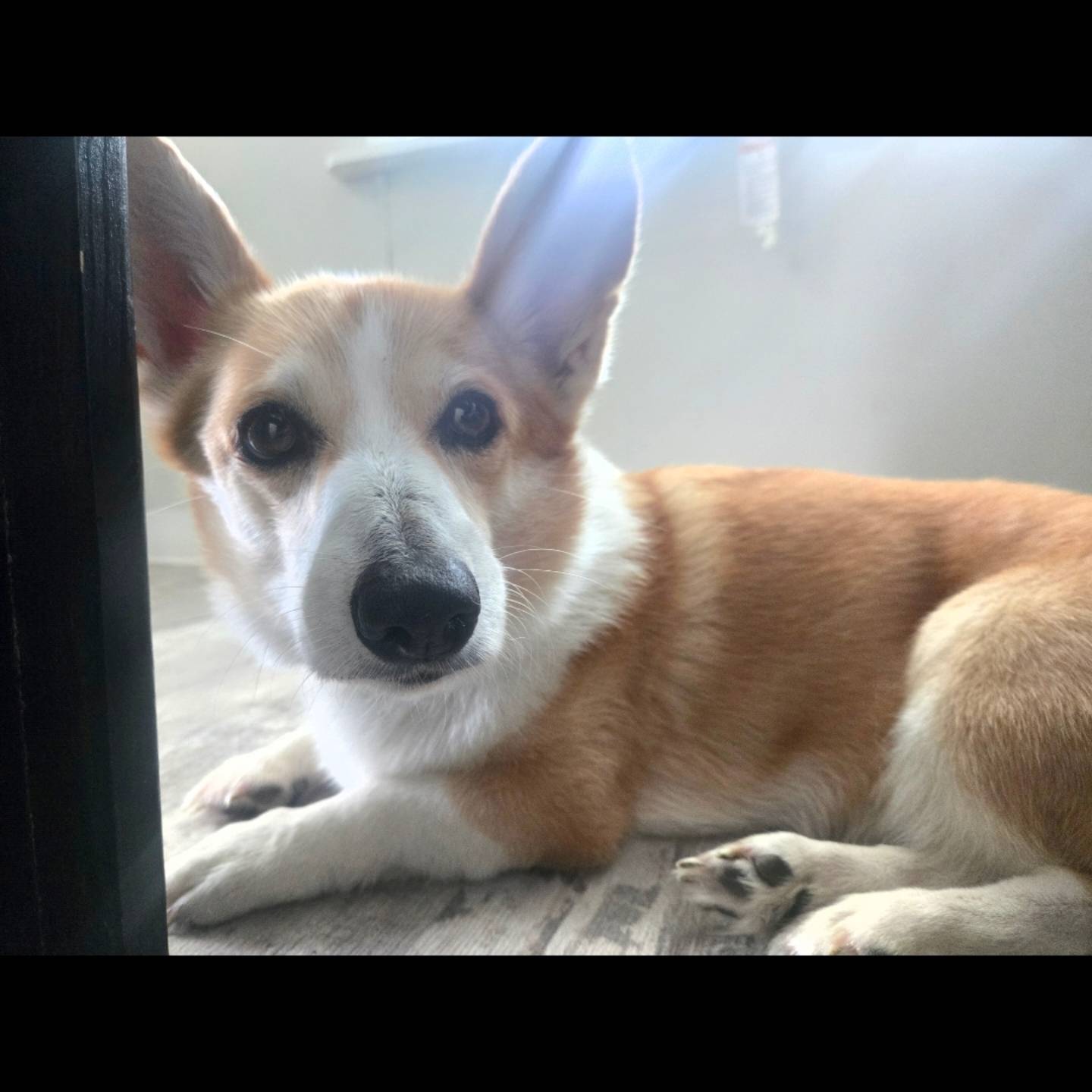 Celebrate National Dog Day with the chiro corgis!
Every visit today comes with free puppy love.
🌱