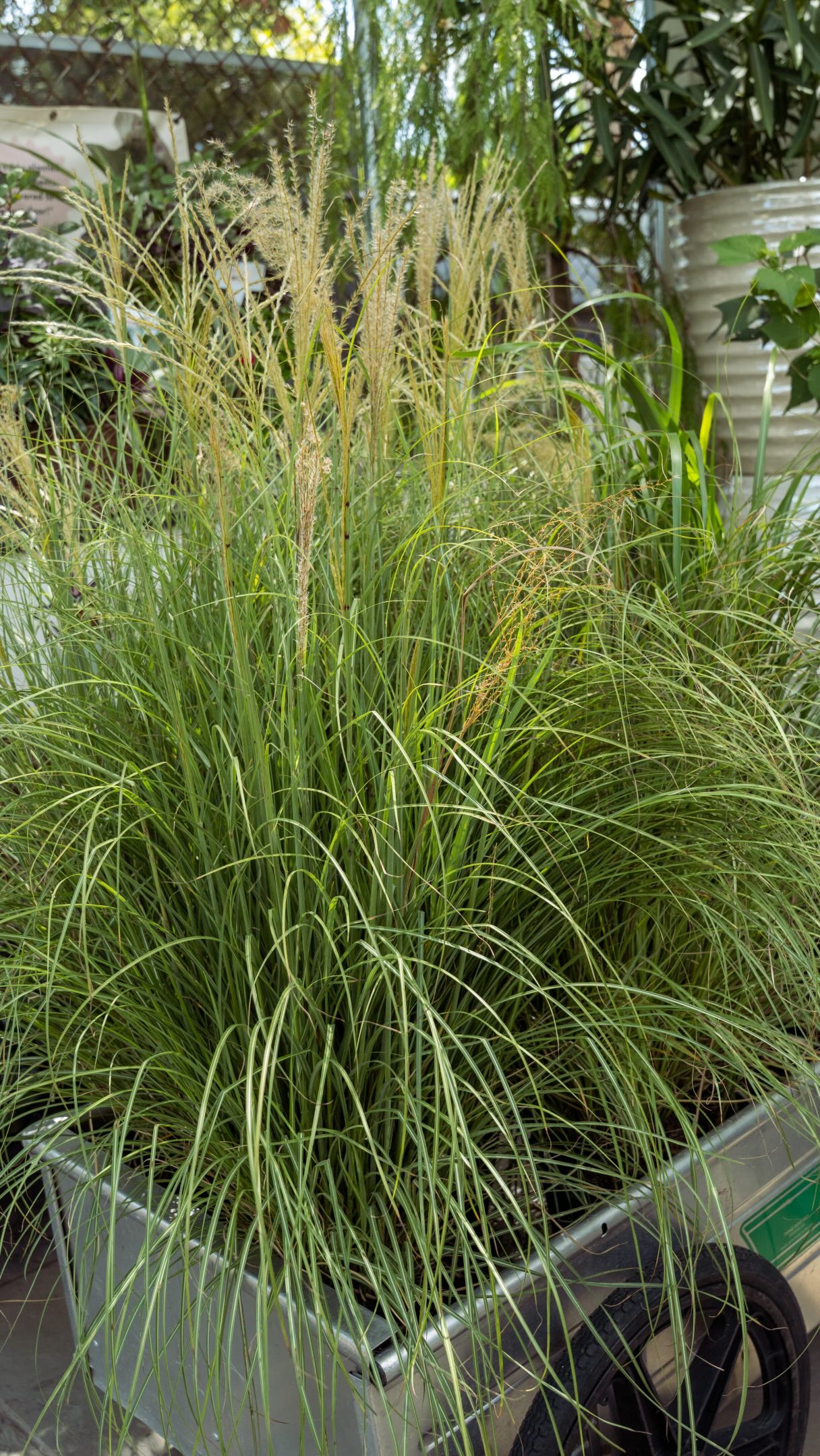 SALE!! ACT FAST!! Shop grasses 25% off from August 27th - 30th!! Celebrate the end of summer and get ready for fall with us. 🌾 We just unloaded TONS of new grasses so run and grab them quick before they’re full price. 🏃♀️
Find muhly grass, pampas, pennisetum ‘fountain grass’ rubrum red and first knight, miscanthus ‘silvergrass’ adagio, panicum ‘switchgrass’ shenandoah, and more! Add these to your landscaping for texture and interest through the upcoming season or refresh your containers for fall color.
(The shop is literally full of grass please come buy them 😅)