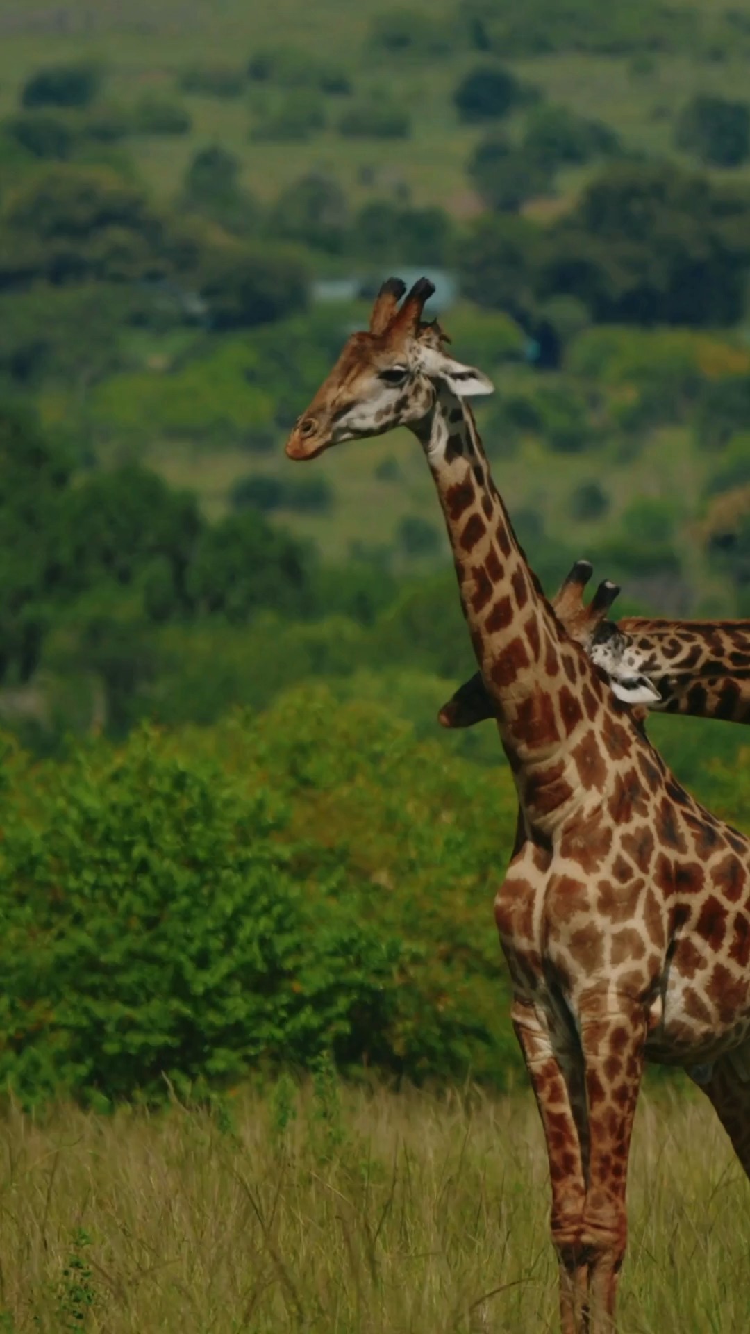 There’s something magical about watching a giraffe move through the wild. 🦒🌿
Tall, graceful, and truly unforgettable — this is Tanzania at its best! 🇹🇿
Experience the beauty of the wild with Extra Passion Safaris. Your journey of passion begins with us. ❤️
📧 info@extrapassionsafariss.com
#ExtraPassionSafaris #TanzaniaSafari #Giraffe #AfricanWildlife #SafariExperience #VisitTanzania #WildlifePhotography #TanzaniaTravel #SafariAdventure