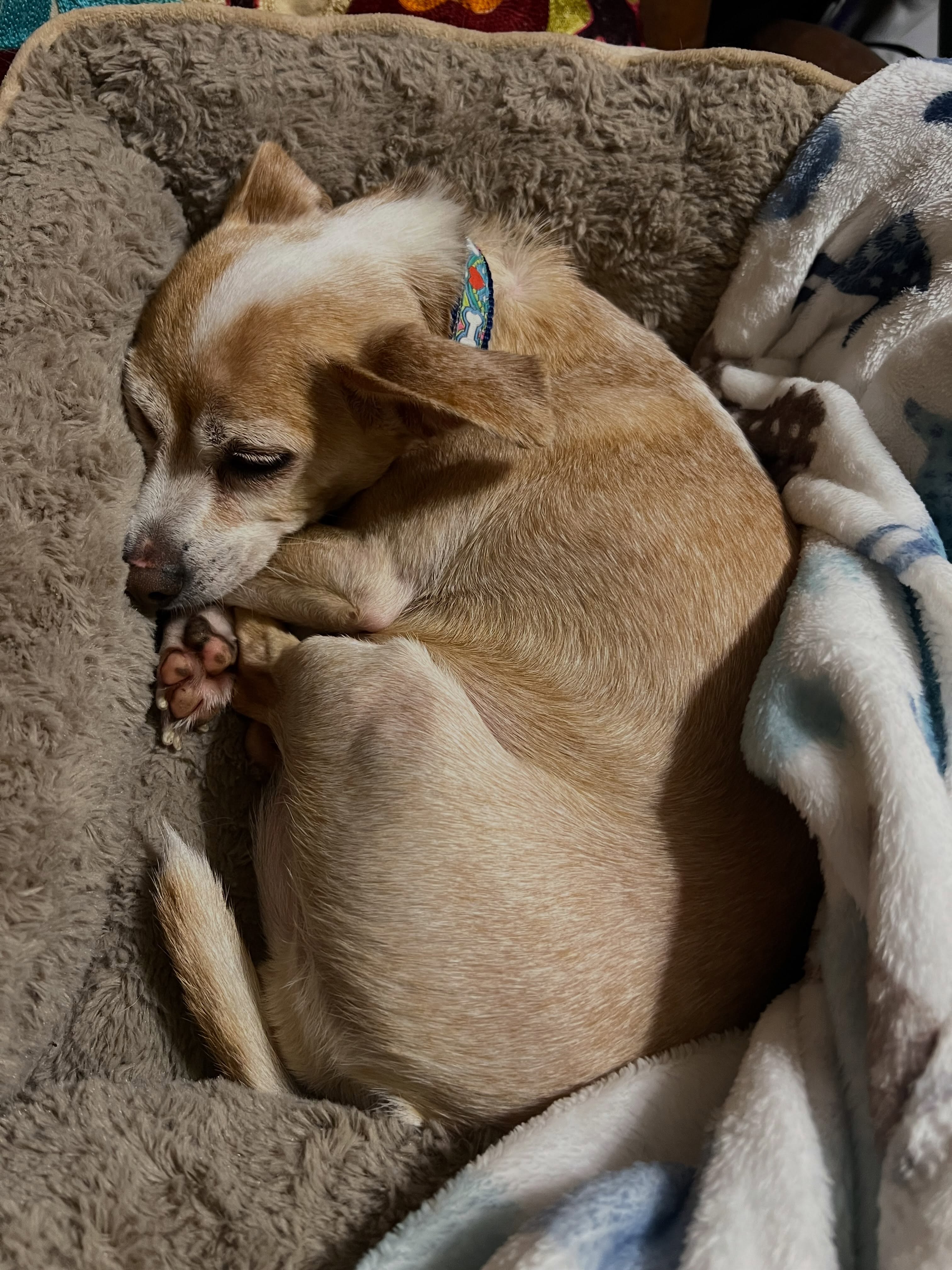 Sweet Leia ❤️ feeling better finally. Her bloodwork is a little funky so she will be getting a few extra tests. Dental and testing scheduled for 9/9 #seniordogs #seniordogrescue #seniordogsanctuary #shelterdog
