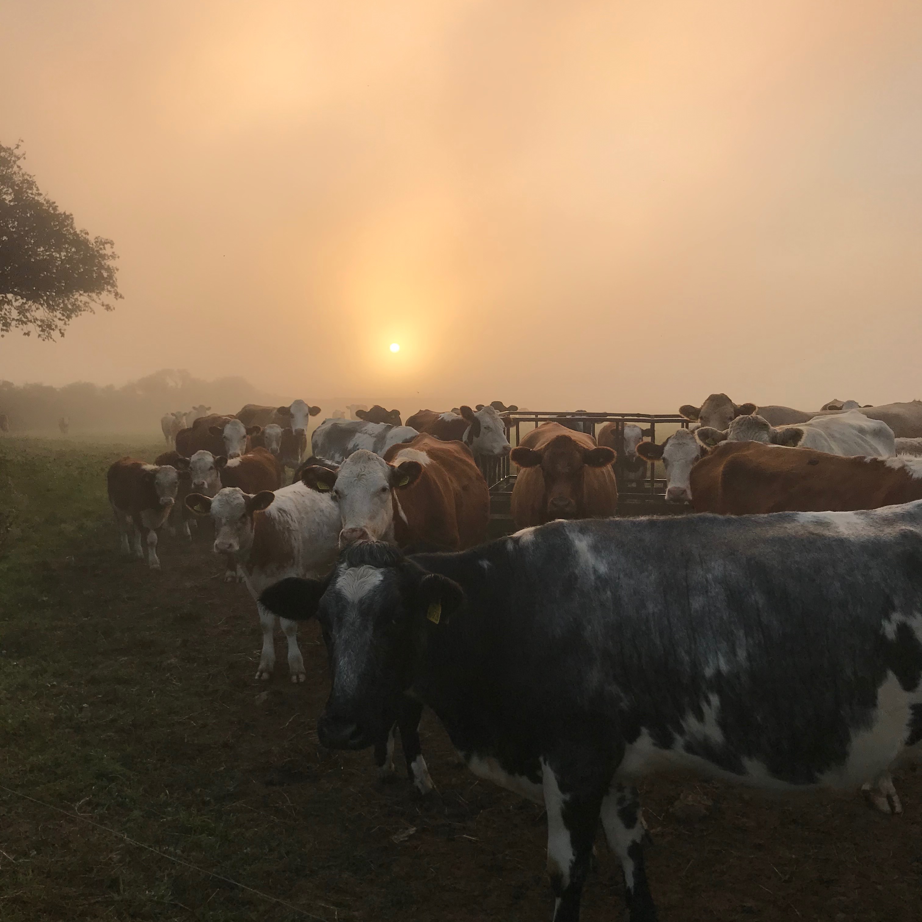 September will see 10 years of Jennifer Rogers Curtains and Blinds @curtainmakercornwall ✂️✨
A decade ago, I took a leap and turned a hobby into a business. As a farmer’s wife, life in rural Cornwall is wonderfully unique—between helping William with the cows (well trying too) and managing the school runs, I needed a career that allowed me to be right here at home while creating something truly special.
Fast forward 10 years, little did we know that what started as a way to balance family and farm life has grown into a business I am so proud of. From country cottages to grand coast and country homes, I’ve had the absolute joy of crafting hand-finished curtains, bespoke Roman blinds, and luxury cushions for so many wonderful clients.
A lovely photo of the said cows and photos of our very own @tringey_barn_holiday which was another reason that I wanted to create curtains, roman blinds and cushions for our lovely barn.
Thank you to every client, designer, and supporter who has trusted me with their work and homes over the last 10 years. Here’s to many more years of beautiful interiors! 🥂
#CurtainMakerCornwall #CornishBusiness #MadeInCornwall #BespokeCurtains #FarmersWife #SoftFurnishings #HandmadeCornwall #InteriorsCornwall #SmallBusinessUK