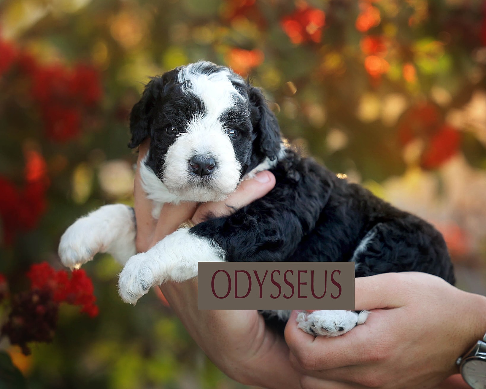 THREE WEEKS OLD! 🐾
And apparently three weeks old means we have officially entered the “let me chew on your face” stage of puppyhood. 😂 They are learning to play with each other, getting better at lapping up liquids every day, and starting to explore all kinds of new toys, sounds and textures.
They are getting SO big, and somehow those little faces just keep getting cuter. Watching their personalities begin to peek through is one of my favorite parts of raising these babies. Never a dull moment around here…and I wouldn’t have it any other way.
📩 Puppy families — check your inbox! Your THREE WEEK PUPPY UPDATE just went out!
And for anyone who has been following along and falling a little bit in love…we still have ONE spot available in this litter. Visit our website to fill out a puppy application.
