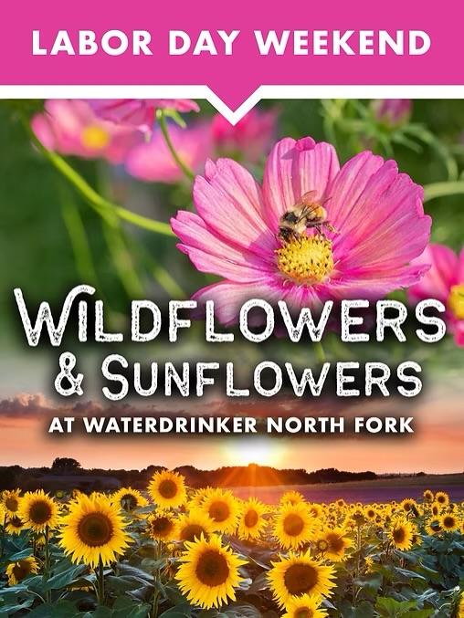 Looking for something to do on Labor Day Weekend?! Our 2 farms offer 2 unique experiences!
🌻 Looking for Wildflowers and Sunflowers? 🌺
Head to Waterdrinker North Fork!
4560 Sound Avenue, Riverhead NY 11901
🇺🇸 Looking for something more patriotic? 🌺
Head to Waterdrinker Manorville
663 Wading River Rd. Manorville NY 11949
Entrance Fee: $20 per person. Children 2 & Under Free. Purchase Tickets at the Gate!