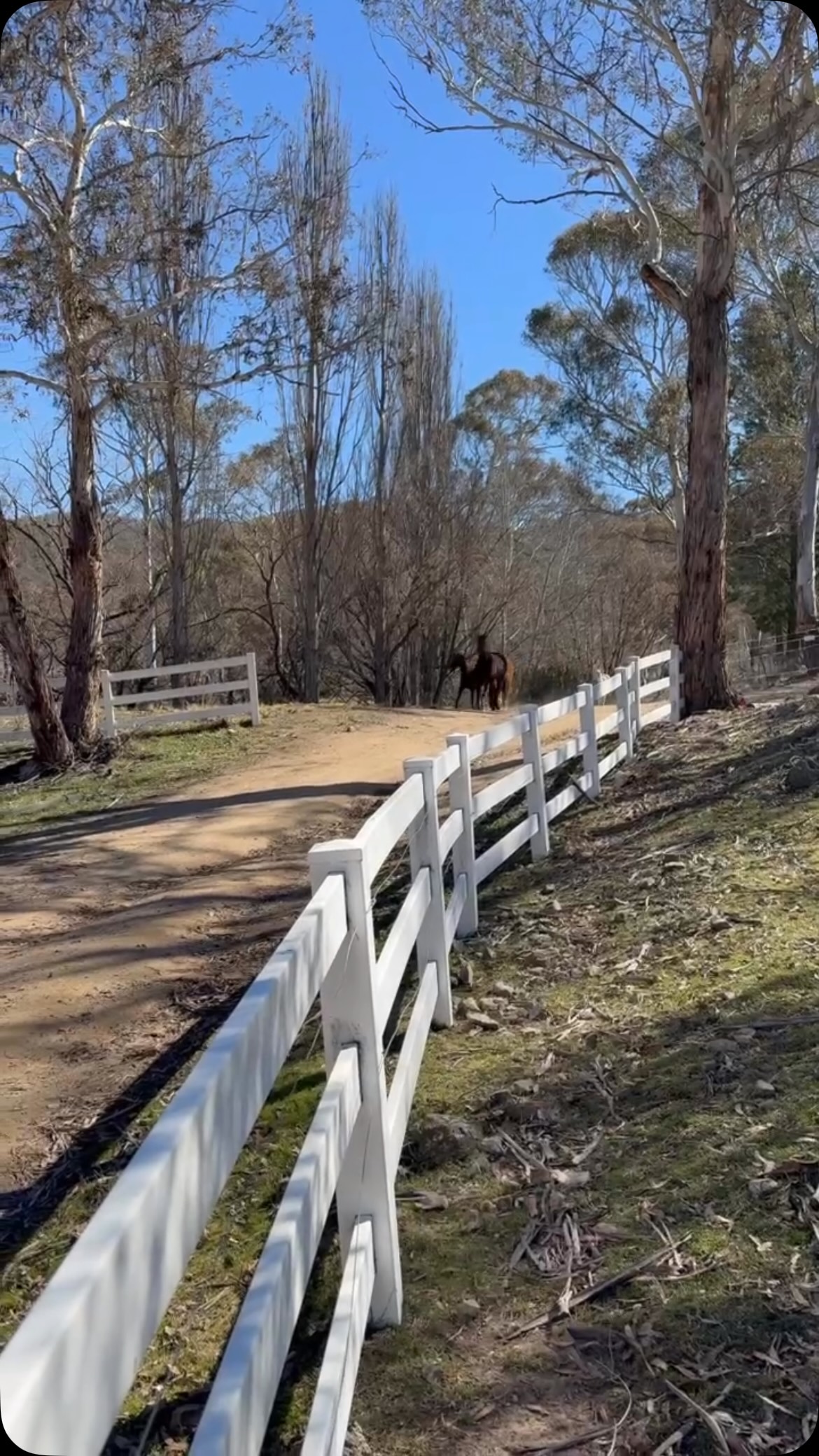 The running of the #lappifarm horses 😆/ these guys are enjoying a sunny winters day with the rugs off!
