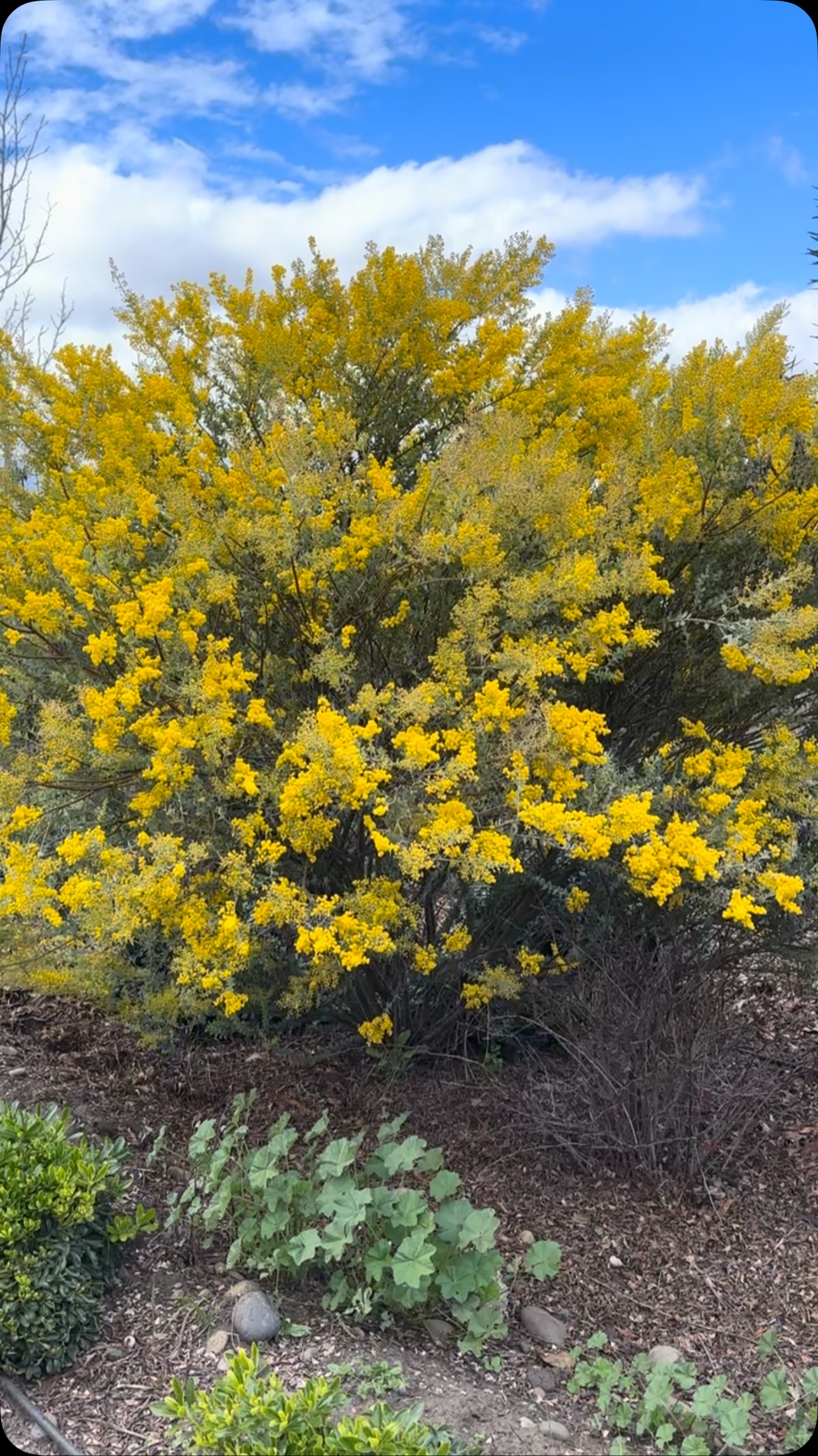 💛🌿 ¡La Acacia cultriformis está en su máximo esplendor! 🌿💛
Sus hojas plateadas y flores doradas en forma de pompón la convierten en una de las más fotogénicas del vivero 📸✨
🌼 Floración abundante y perfumada
🍃 Follaje ornamental todo el año, incluso sin flor
☀️ Resistente, ideal para jardines soleados y de bajo mantenimiento
🌱 Perfecta como seto, árbol aislado o en maceta grande
Ven a verla en persona, ¡las fotos no le hacen justicia! 🤍
📍 Disponible ahora en el vivero
#AcaciaCultriformis #Vivero #FloraciónDorada