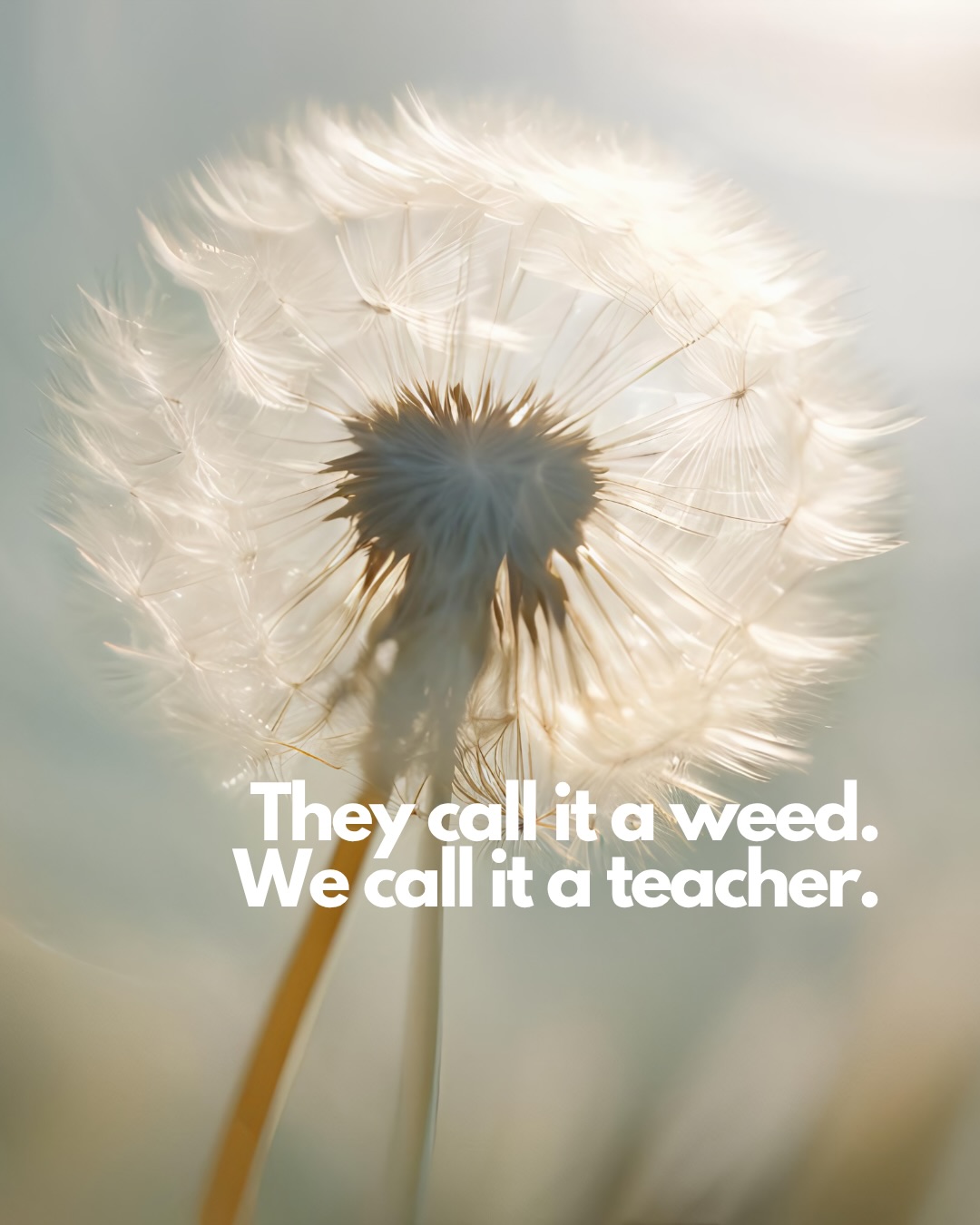 We call it a weed. Nature calls it one of her most generous teachers. 🌼
On Wednesday 16 September we’re gathering for an evening of shamanic drumming and the quiet wisdom of the dandelion.
We’ll begin by sipping dandelion root tea, then let the steady heartbeat of the drum carry us into the heart of autumn, working with the sun, moon and star symbolism of this humble, extraordinary plant, releasing what no longer serves, and opening to inner sight.
The dandelion knows something we forget: how to bloom bright, then let go completely when it’s time. Come and remember it with us. 🌱
Shamanic Sound Journey with Dandelion
@whiteleafyurt on @oxmoorfarm , Great Missenden
Wed 16 Sept · 7:30–9:30 pm
Book via the link in our bio 🌼
#ShamanicDrumming #DandelionMedicine #Amersham #GreatMissenden #DrumJourney