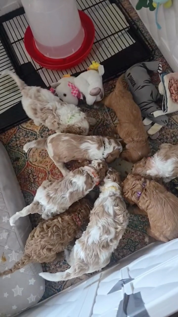 Breakfast Time for sweet little Cavapoos! #cavapoo #puppies #puppypawscolorado #doodlepuppy #cavapoopuppy