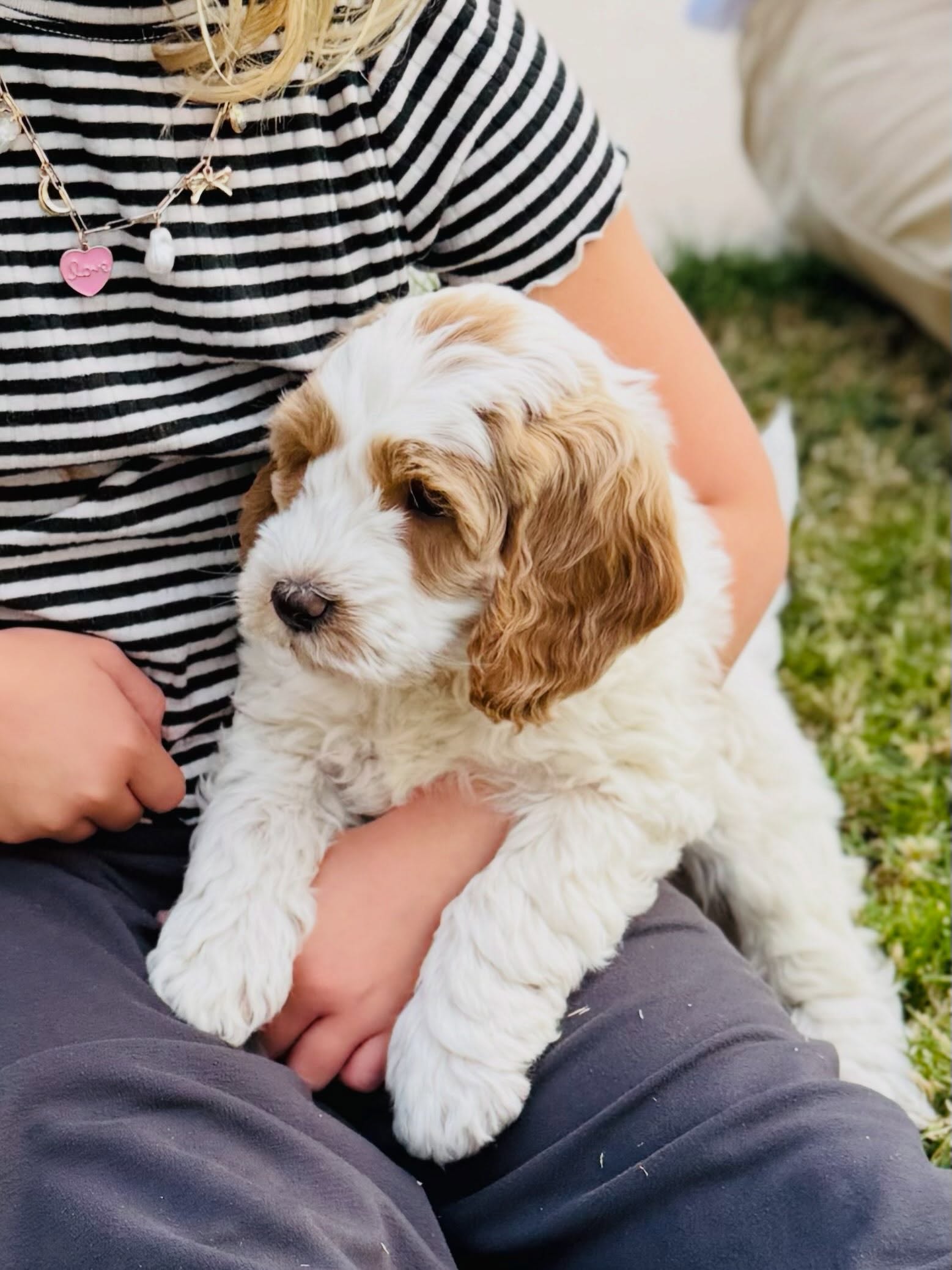 More of these will be ready in October for their new homes! Paris puppies are here!