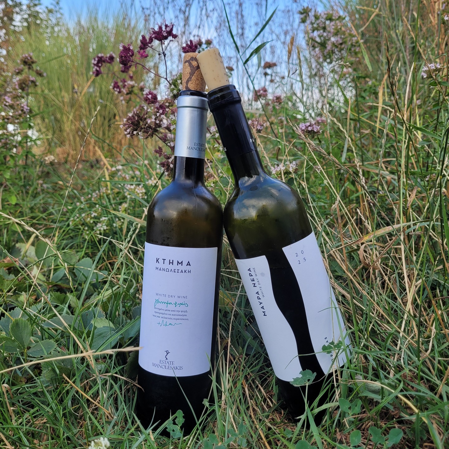 Protected origin on one side, the more interesting wine on the other
Estate Manolesakis Gennima Psychis White 2025 vs Passas Mavra Nera White 2025 – PGI Drama vs Thrace | 87 vs 90/100 🍷
Two whites that look alike on paper: both built on Sauvignon Blanc and Assyrtiko, both from Greece's north-east – and a border runs between them. Manolesakis (@estatemanolesakis) sits in Adriani, right inside PGI Drama. Passas (@passaswinery) lies a few kilometres further east in Stavrochori, Thrace, outside any protected origin: the village isn't on the PGI Thrace commune list, and the Vidiano in the blend wouldn't be permitted there anyway.
Passas is a story in itself. Viticulture had all but vanished from this corner for about a hundred years – tobacco had crowded everything out. Kyriakos Papadopoulos and his wife Sara, tobacco and apple farmers themselves, planted the first vines in 2007; the winery followed in 2016.
The year was kind on both sides of the line: 2025 was Drama's strongest vintage since 2020, and nationally a good year with milder temperatures and few extremes.
In the glass, one grape, two directions. The Gennima Psychis (70% Sauvignon Blanc) shows honey, a trace of mint, nectarine, then grip that slightly smothers the acidity and a short, herbal-grassy finish – a lovely drinking wine, very good with white fish, from €12.40 at the estate. The Mavra Nera (40% Assyrtiko, 30% Vidiano, 30% Sauvignon Blanc) is clearly more intense: jasmine, green apple, passion fruit, acidity that grabs from the first contact, mirabelle rolling across a surprisingly mouth-filling palate – and only in the finish does the Sauvignon Blanc emerge, exotic and fruity. Around €11 in Germany.
The border tells you nothing about the glass: the wine inside the appellation lands at 87, the one from outside at 90.
Full notes in our database – link in bio.
Sauvignon Blanc grassy or exotic – which camp are you in? 👇
#GreekWine #SauvignonBlanc #Assyrtiko #Vidiano #GreekWhiteWine