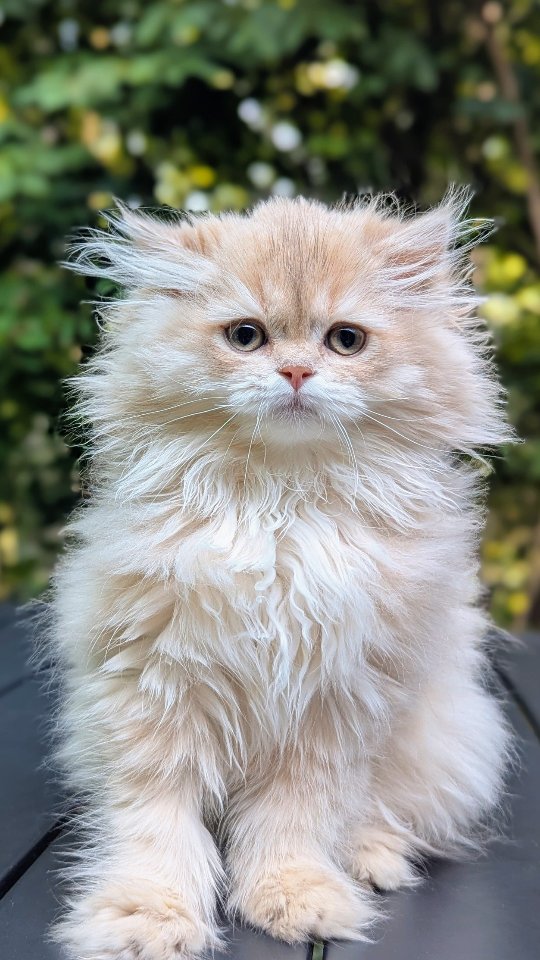 Meet Ilah, Isaac's green night sister. She is also a golden lilaclong hair like him. Just as loving and attention seeking. This entire litter embodies everything that any breeder wants to see in their kittens: beauty, excellent temperament and good socialization.
#britishkitten #britishlonghair #lilacgolden #longhair #cy12