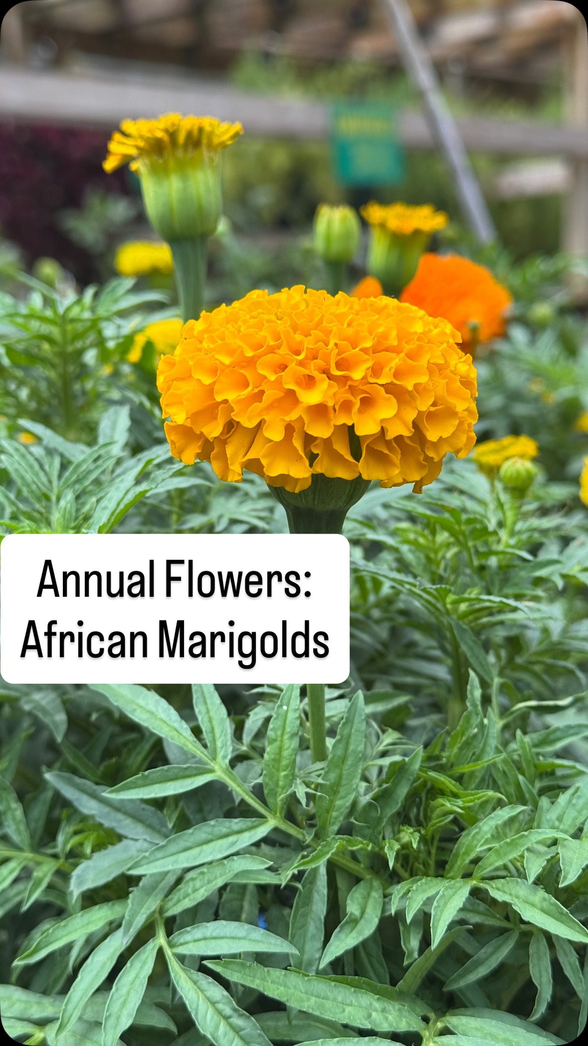 When a regular marigold just won’t do. 🌼😍
Meet African Marigold ‘Taishan Mix’ …BIG, beautiful blooms that bring serious color to sunny beds, borders & containers. ☀️
These beauties know how to make an entrance. 💛🧡
Come see them in person at J&S Nursery in Newport!
#AfricanMarigold #Marigolds #SummerColor #PollinatorGarden #CarteretCounty