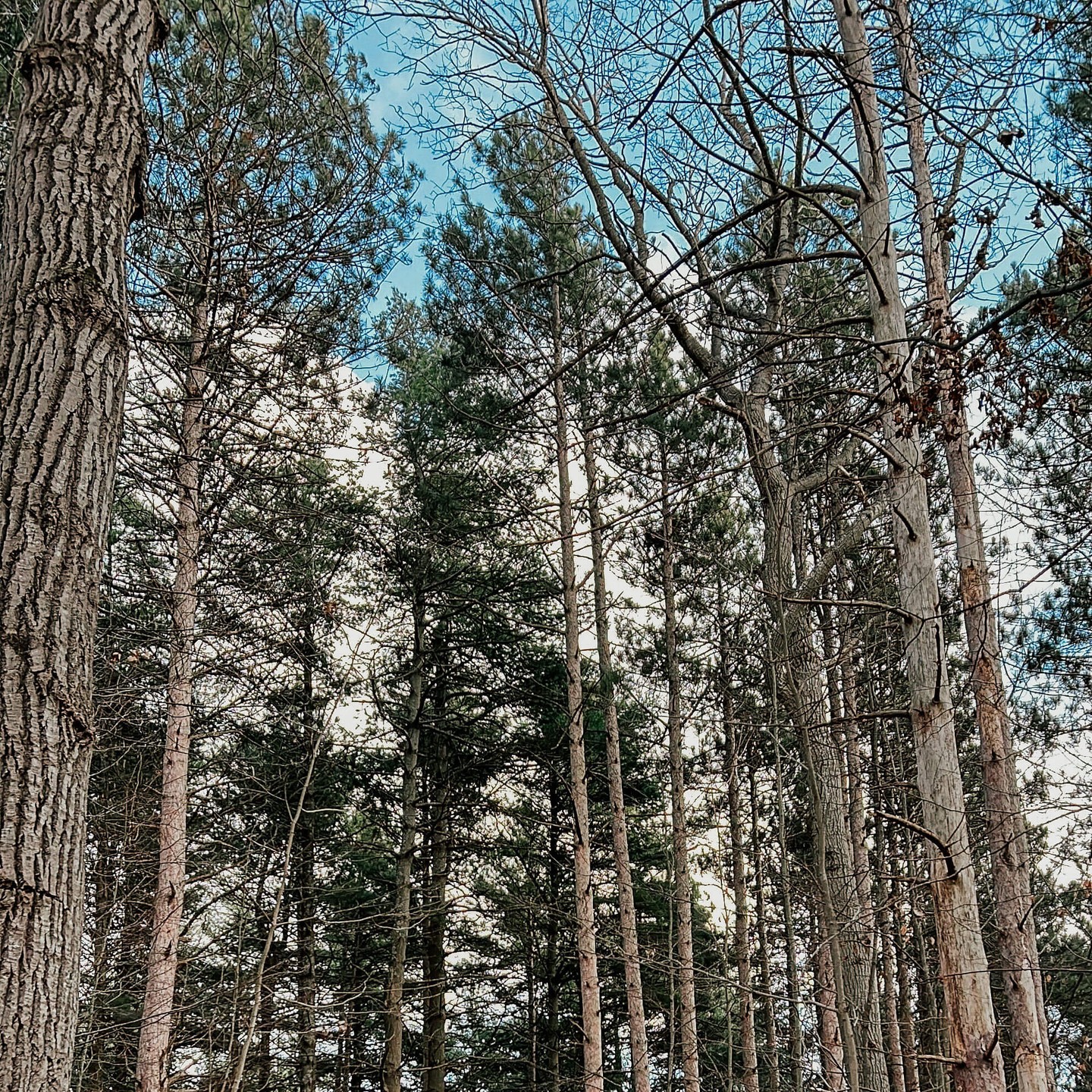 The daily ritual. Slipping away into the shade of the trees where the afternoon light filters through just right. There is a certain kind of stillness that only an old forest can give you — a space to breathe deeply and simply walk. We’re so grateful to have these private trails woven into the protected woodland.