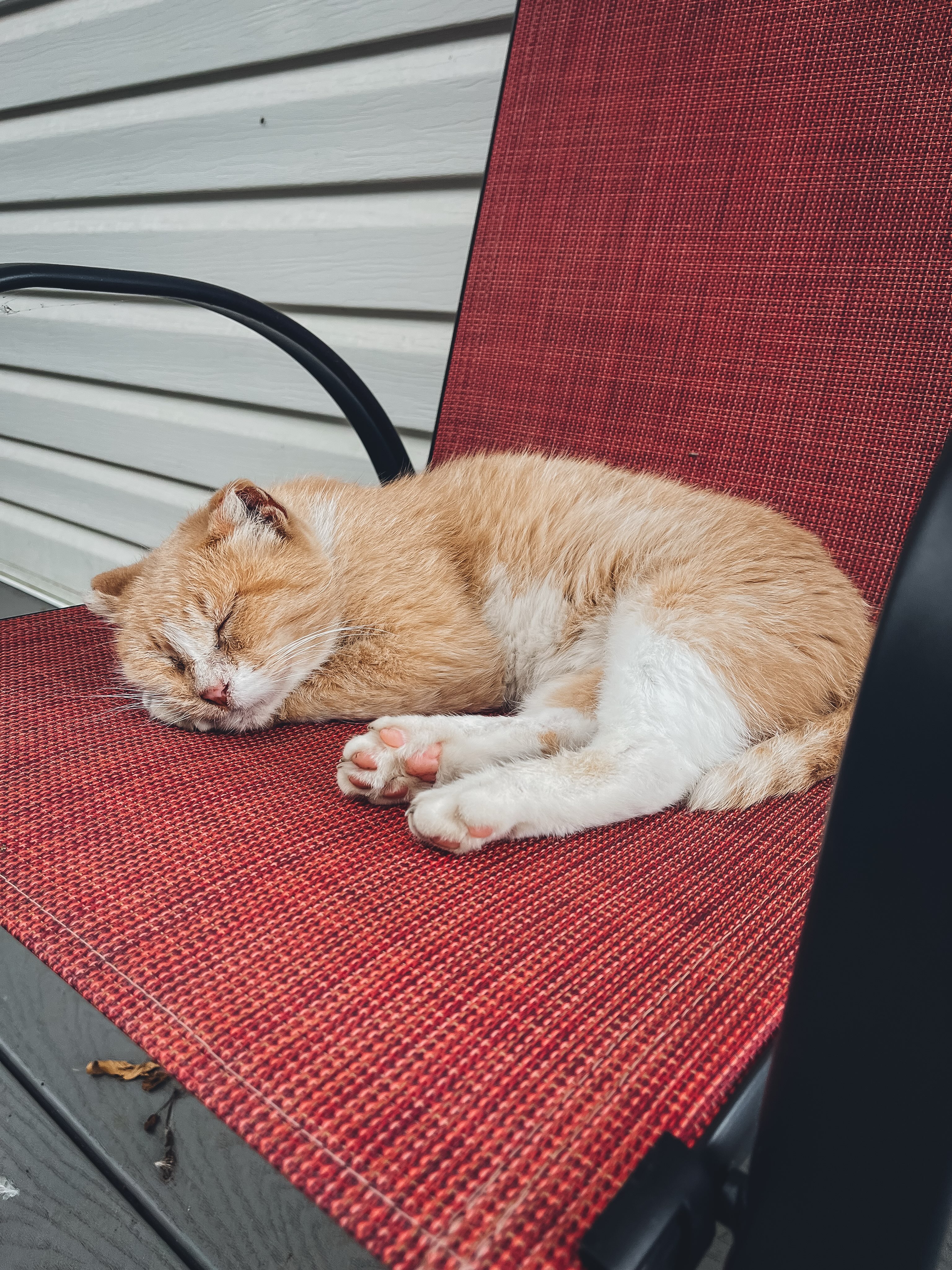 The president of the Scardy-Cat Club was snoozing so hard I got this close to get a cute picture of her. 🥰