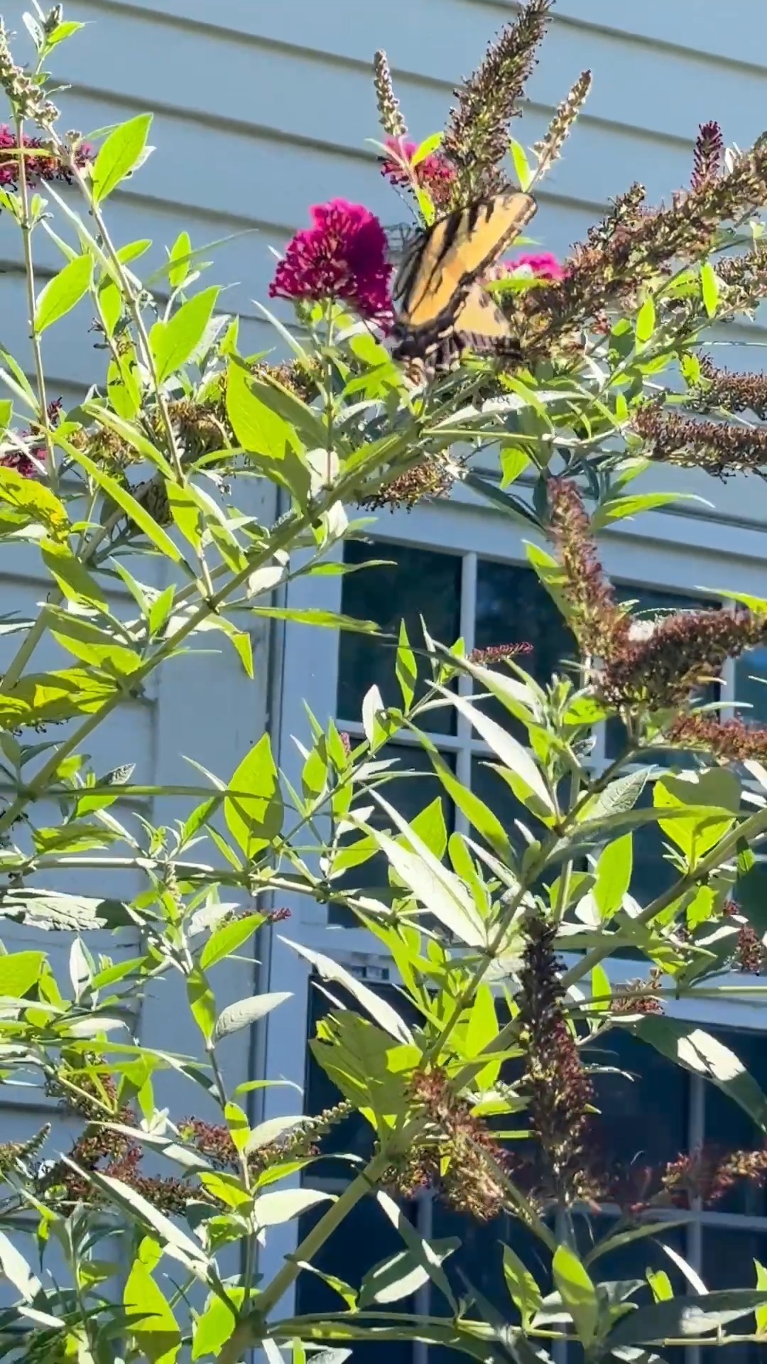 ✨Here at St. Mary's, our flowers thrive! Butterflies can't help but take notice🌷🌹🌻✨
#butterflies #newtonma