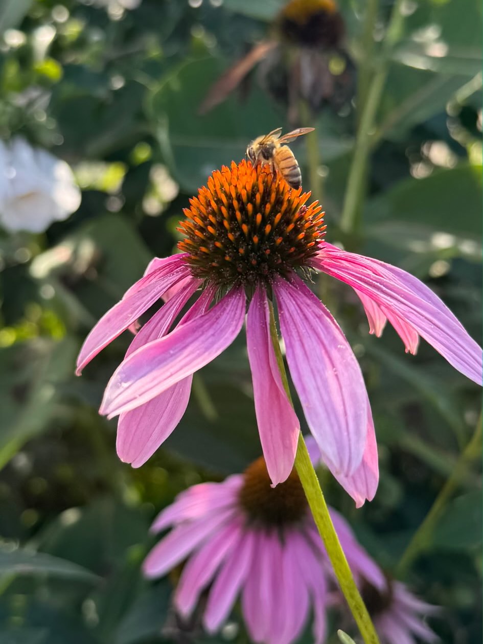 A little pop of pink for your day courtesy of one of our gardeners @paula.bosak 🐝