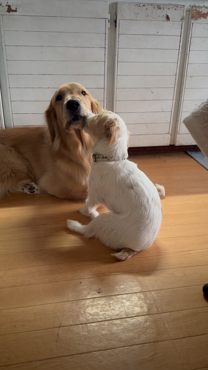 りくちんとサンディ😊💕
#doghomestayfluffydog #goldenretriever #jackrussell #ゴールデン #ジャックラッセル