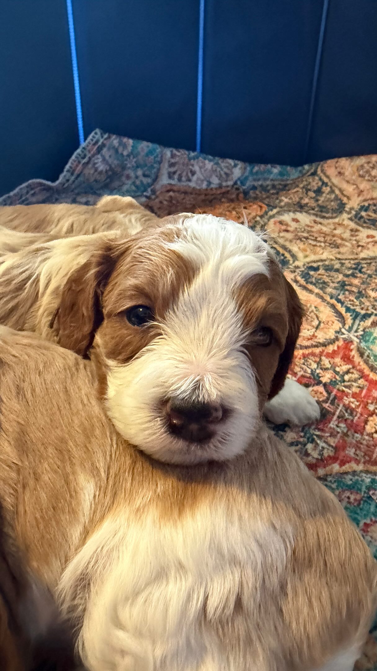 Cavapoo puppies ready 9/13/26!!! #cavapoo #puppy #puppypawscolorado #puppies #doodlepuppy