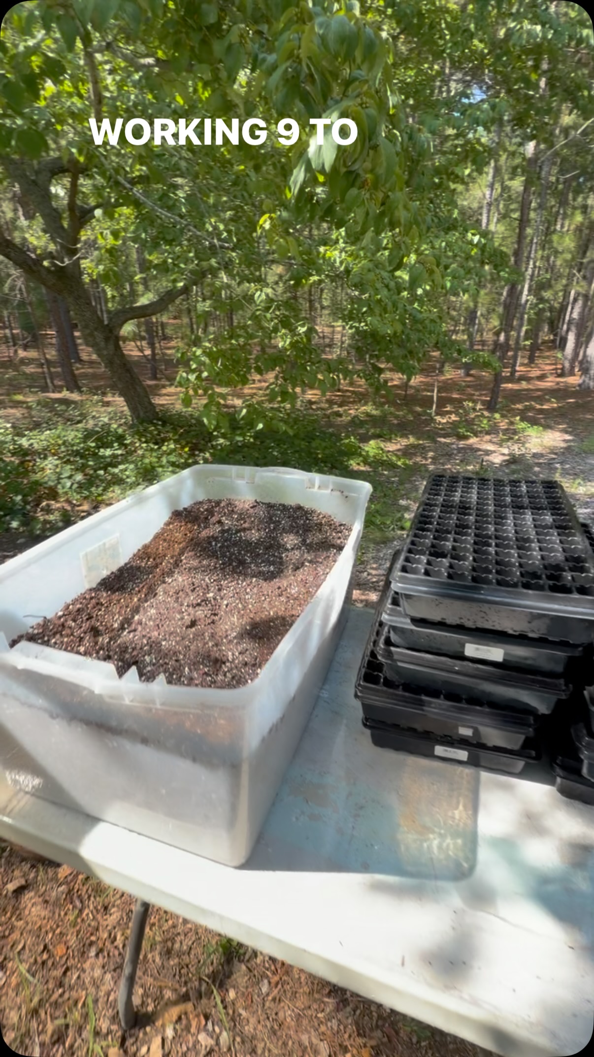 Come fill seed trays with me!! We’ve been soaking up this beautiful weather and getting ourselves prepped and ready to start seeding our fall-planted plugs! 🌱
Today is all about getting the trays ready, mixing up our Pro-Mix with a little blood meal, bone meal and kelp, filling tray after tray, and getting everything in place for sowing.
The seeds are coming next!
Fall flower season, here we come! #twobudsflowerfarm #fallplanting #flowerfarmer #supportlocal #freshblooms