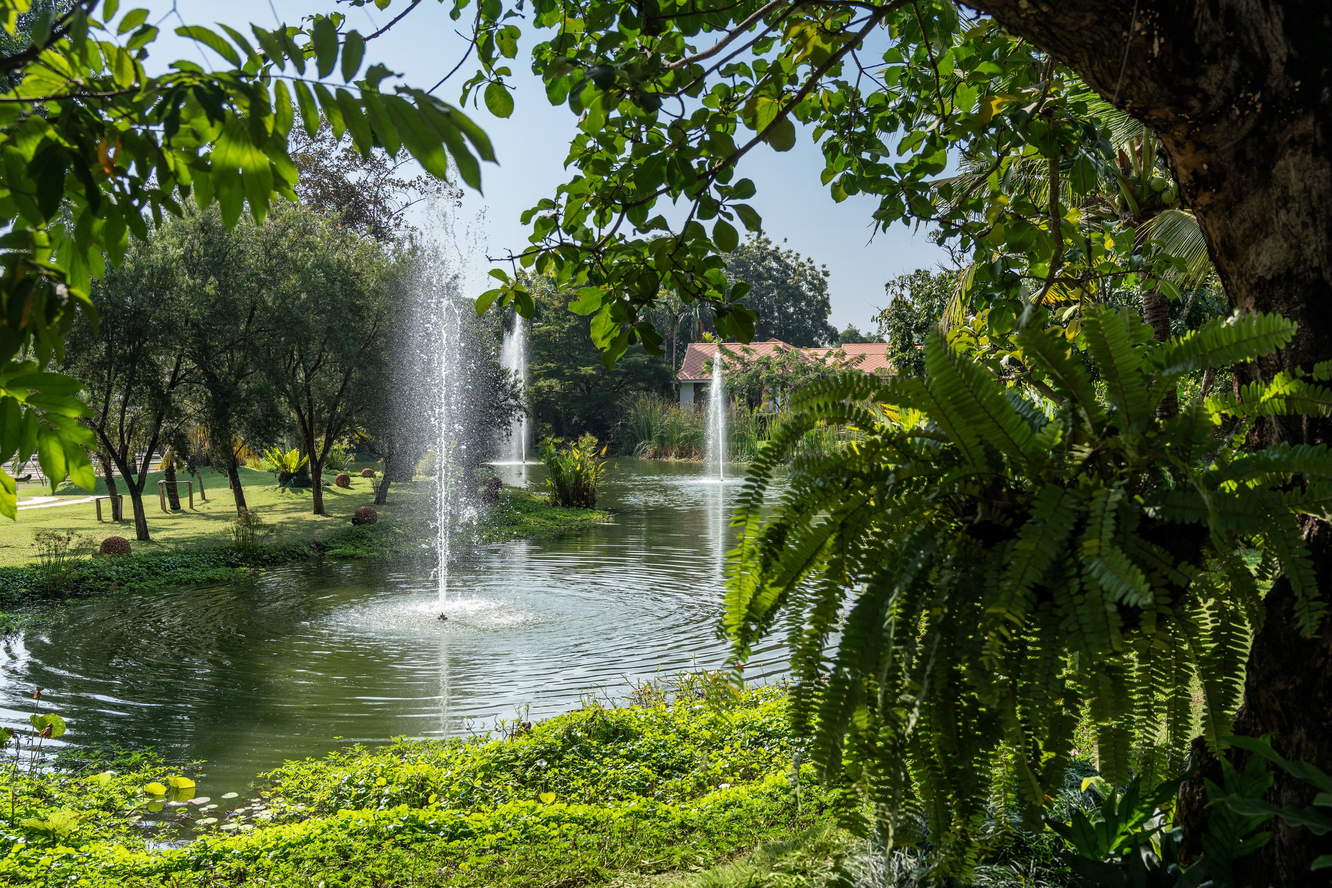 What if retirement could feel like this? 🌿
Away from the noise and busy pace of the city, surrounded by lush greenery, fresh air and nature.
A place where life moves a little slower.
Where mornings are peaceful, days are spent surrounded by green, and there is space to simply breathe — and be a horse.
Nestled in the beautiful surroundings of Chiang Mai, Casaka Stables offers retired horses something truly special:
A peaceful place to call home.
Because after everything they’ve given us, maybe retirement should feel a little like paradise 🤍
#horsesinthailand #horseboardingthailand #horseretirement
ถ้าชีวิตหลังเกษียณของม้าเป็นแบบนี้ได้ล่ะ? 🌿
ห่างจากความวุ่นวายและจังหวะชีวิตที่เร่งรีบในเมือง รายล้อมไปด้วยพื้นที่สีเขียว อากาศบริสุทธิ์ และธรรมชาติ
สถานที่ที่ชีวิตเดินช้าลงอีกนิด
ยามเช้าที่เงียบสงบ วันที่รายล้อมด้วยความเขียวขจี และพื้นที่ที่พวกเขาสามารถผ่อนคลาย หายใจได้อย่างเต็มที่ และได้ใช้ชีวิตอย่างที่ม้าควรจะเป็น
ท่ามกลางธรรมชาติอันสวยงามของเชียงใหม่ Casaka Stables มอบสิ่งพิเศษให้กับม้าเกษียณของเรา:
บ้านที่สงบและอบอุ่นสำหรับพวกเขา
เพราะหลังจากทุกสิ่งที่พวกเขามอบให้กับเรามาตลอดชีวิต บางทีชีวิตหลังเกษียณก็ควรจะรู้สึกเหมือนได้อยู่ในสวรรค์เล็ก ๆ เช่นกัน 🤍