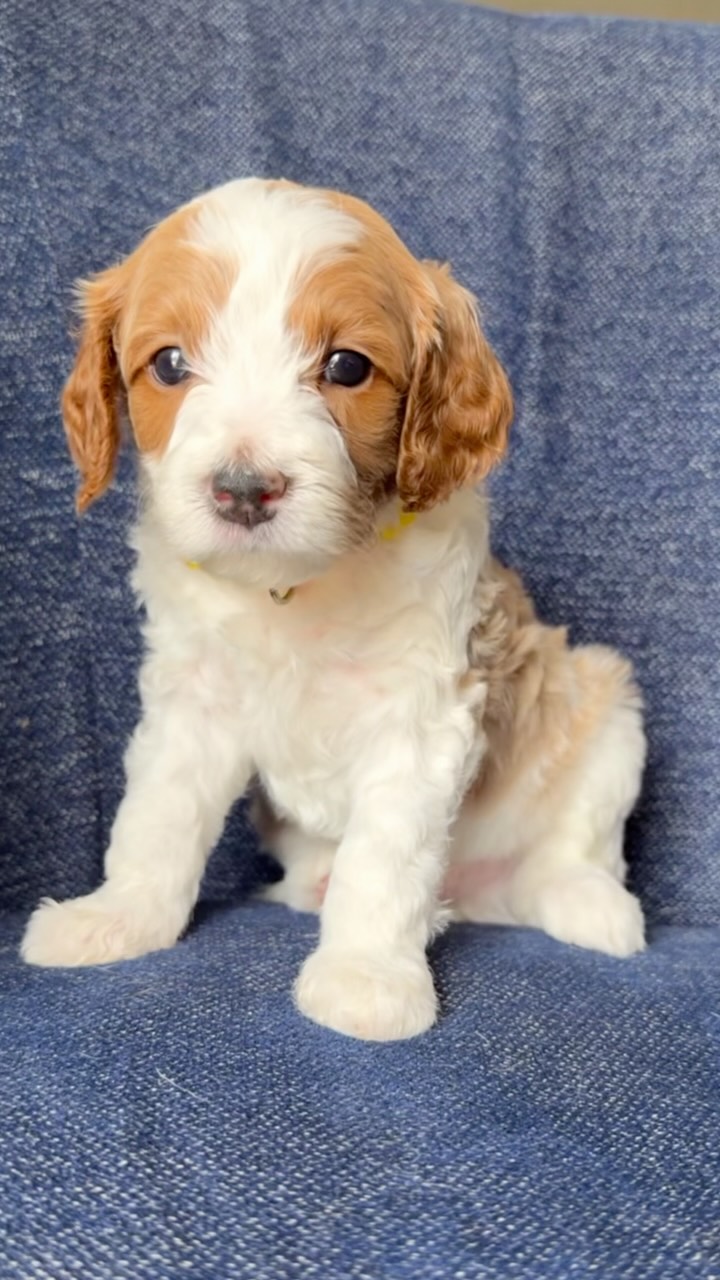 5 weeks old! #cavapoo #puppy #puppylove #puppypawscolorado