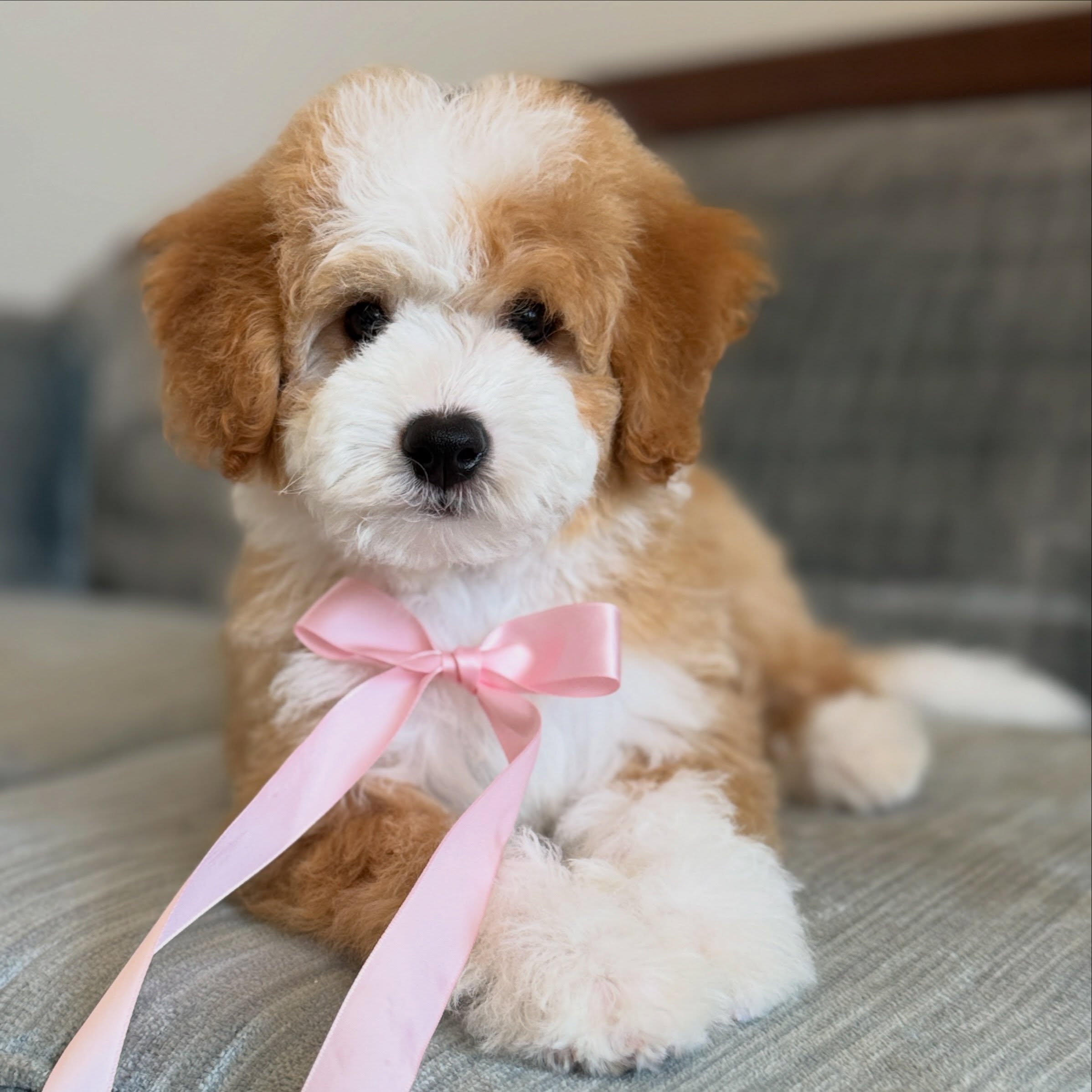 Sweet Fern 🌿🤍
This girl is just EASY. Calm, laid-back, sweet as can be and perfectly happy being toted around like a baby. 😂 She loves attention without being needy, is very treat motivated and is always one of the first to mand when treats come out.
I truly think Fern could fit into just about any family: young kids, older kids, or no kids at all. She just has that sweet, go-with-the-flow personality that makes her so easy to love.
Fern is looking for her family. 🤍