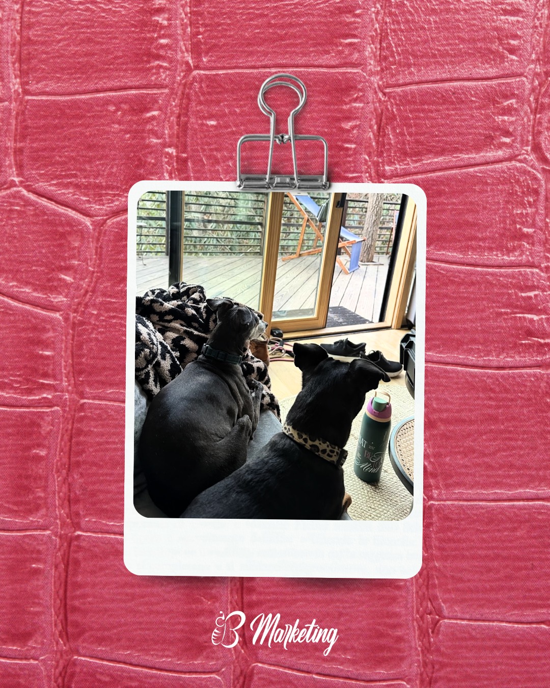 The real MVPs of B Marketing. ๐ถ๐ถ
Unpaid. Unbothered. Always supportive. Honestly, the best coworkers.
Drop your fur baby's name below. We want to know who's really running the show.
#BMarketing #SmallBusiness #Entrepreneur #MarketingStrategy #DigitalMarketing #MarketingTips