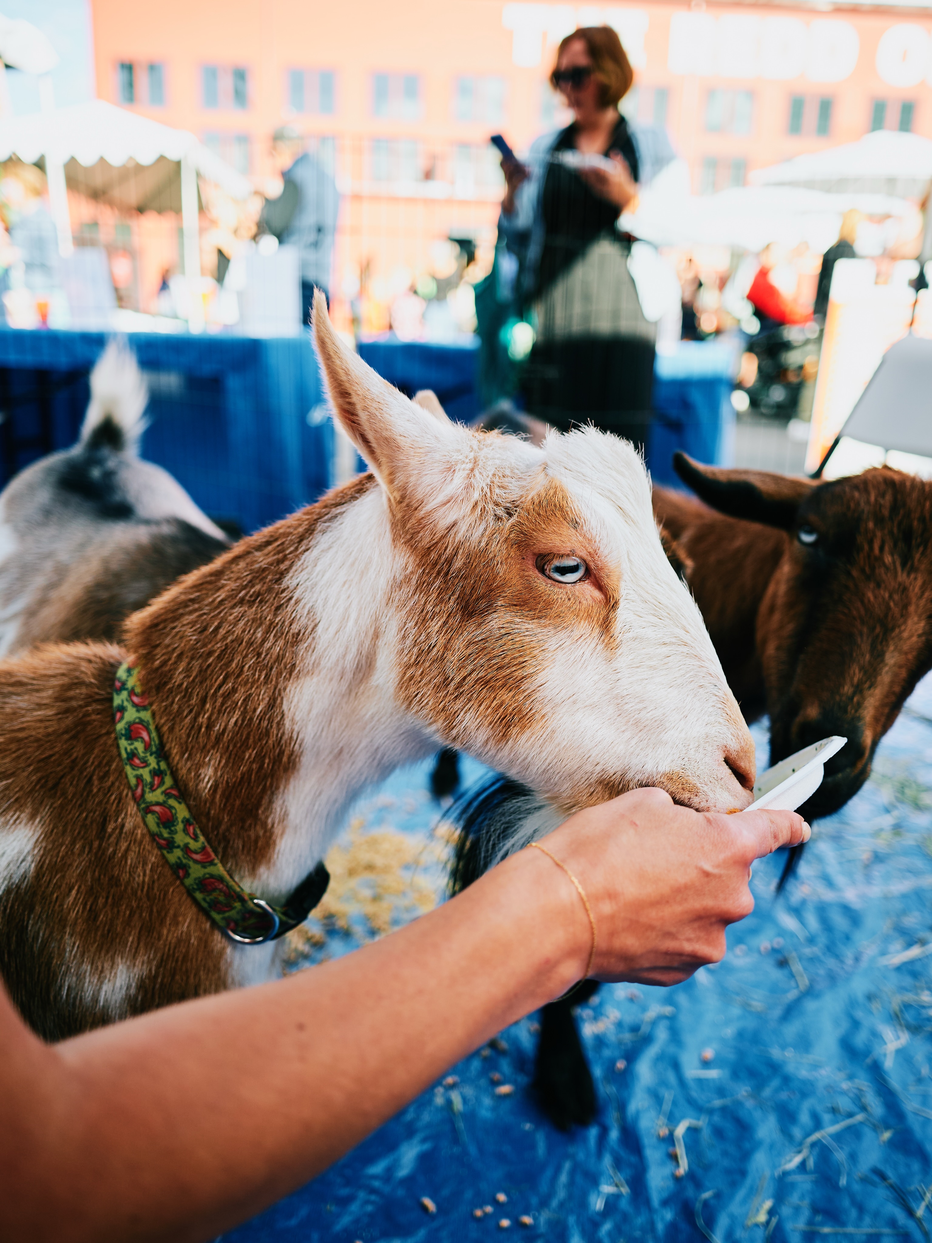 We love all animals at The Redd and are happy to welcome (most) furry, feathery, and hoofed friends to the party!
Photo by AJ Meeker (2025 Urban Gleaners Summer Supper)