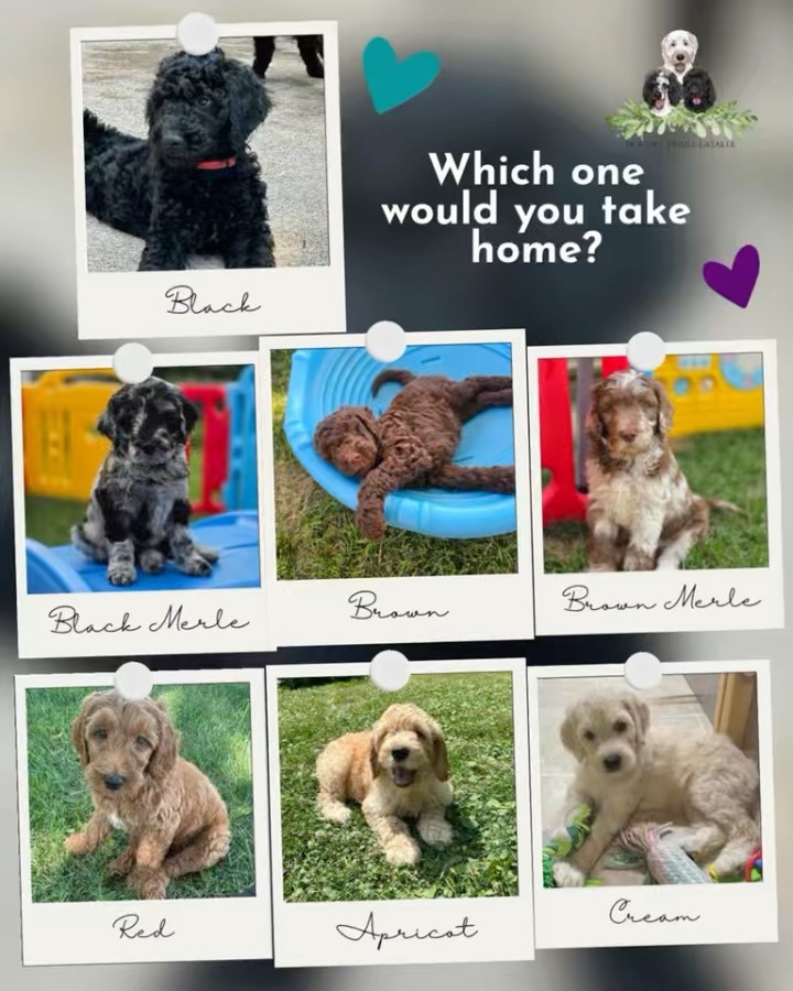 With Violet’s p.u.p.p.ies due in just 6 weeks, we want to hear from YOU!
If you could describe your ideal p.u.p.p.y, what would be at the top of your list?
🎨 Colour & markings — Cream? Red? Black? Merle? Something specific?
📏 Size — Smaller, medium, or bigger?
💕 Temperament — Cuddly, playful, calm, confident, adventurous?
🐾 Energy level — Couch cuddler or a little go-go-go p.u.p?
🧠 Personality — Sweet and gentle, goofy and outgoing, independent, curious?
✨ Coat — Curly, wavy, straight?
Of course, every p.u.p.py. is unique, and we believe temperament and overall health come first, but it’s always fun to hear what makes your heart say “THAT’S MY P.U.P!”
👇 Tell us in the comments! What are your top 3 things you’re hoping for in your next Doodle?
And just for fun… which p.u.p.p.y in this post catches your eye?