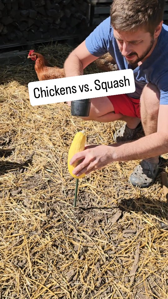 Squash on a stick?! 😅
The chickens said yes please!!! ...and we wanted to see how fast they could eat it
26 chickens vs 8 inch squash
Demolished in a little over 30 min 😳
These chickens are eating like queens! What should they eat next?
Music: Apex
Musician: Matthew L. Fisher (from Audiio)