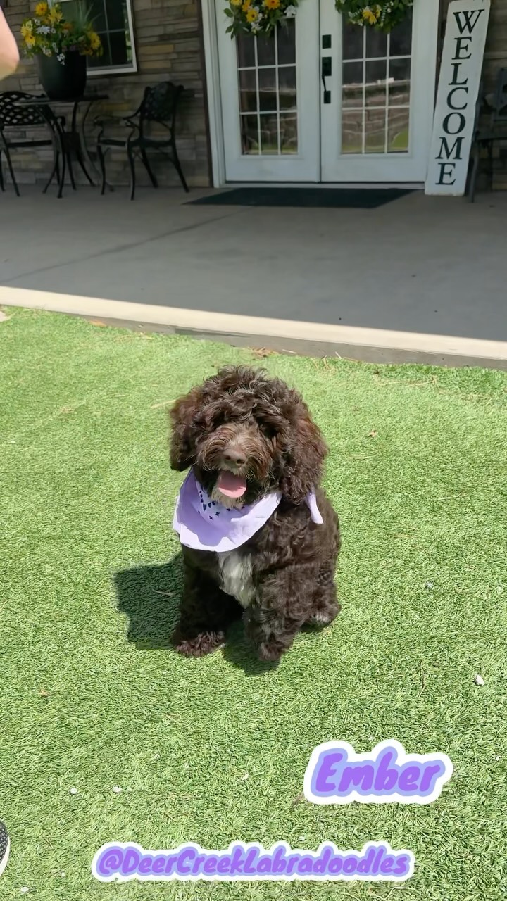 Sweet girl! #deercreeklabradoodles #puppygram #doodlepuppy #labradoodle #puppiesofinstagram