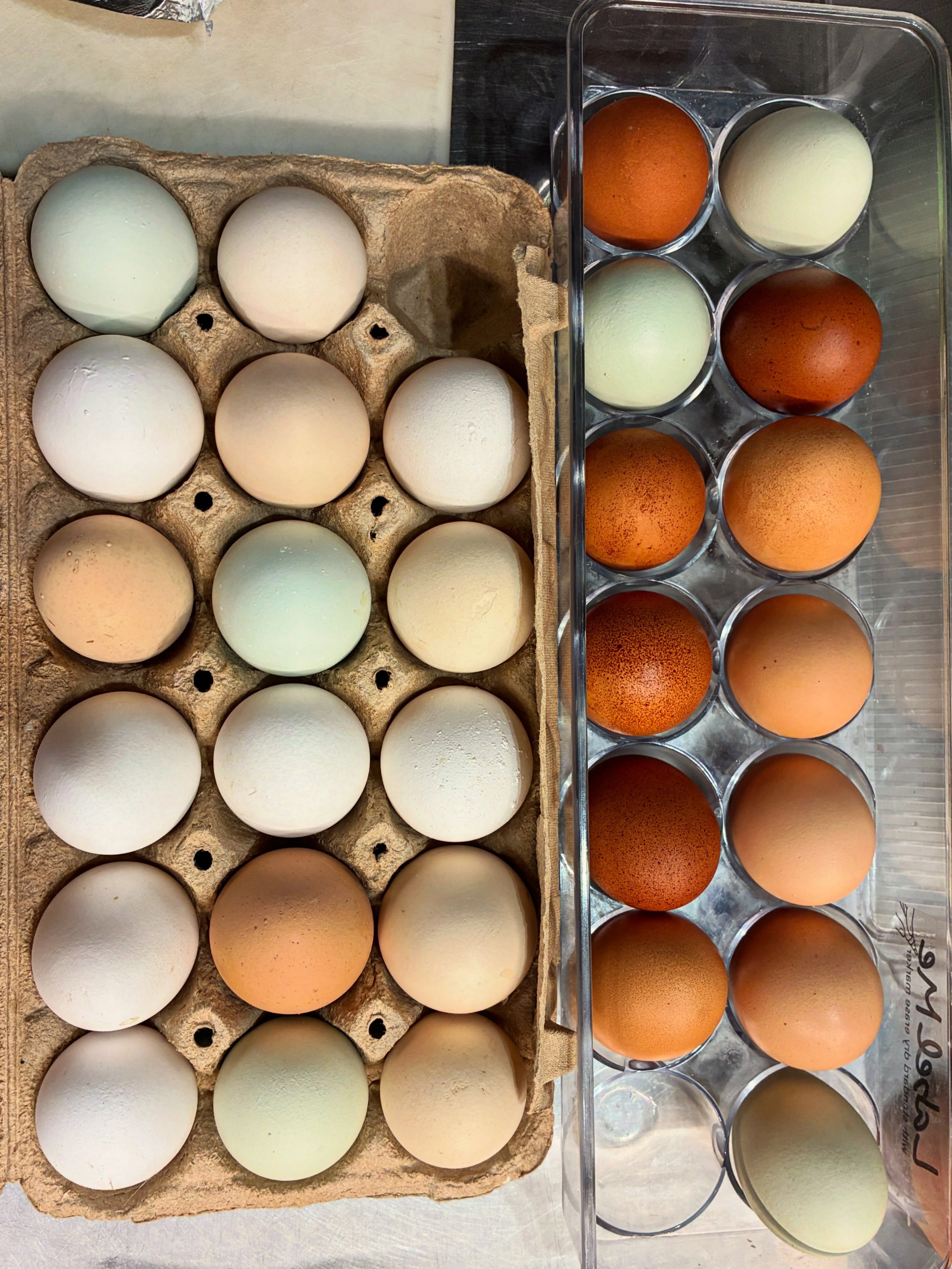 Thanks Girls! 🐓 we hope you have a Farm Fresh day 🥰 happy Sunday everyone!
#farmfresh #redhorsebnb #farmtotable