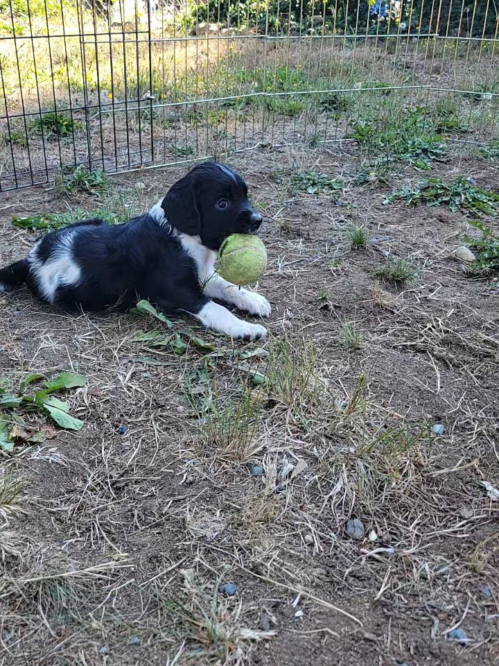 Outside fun and intro to the turtle pool.
#dog #puppy #play #outside
