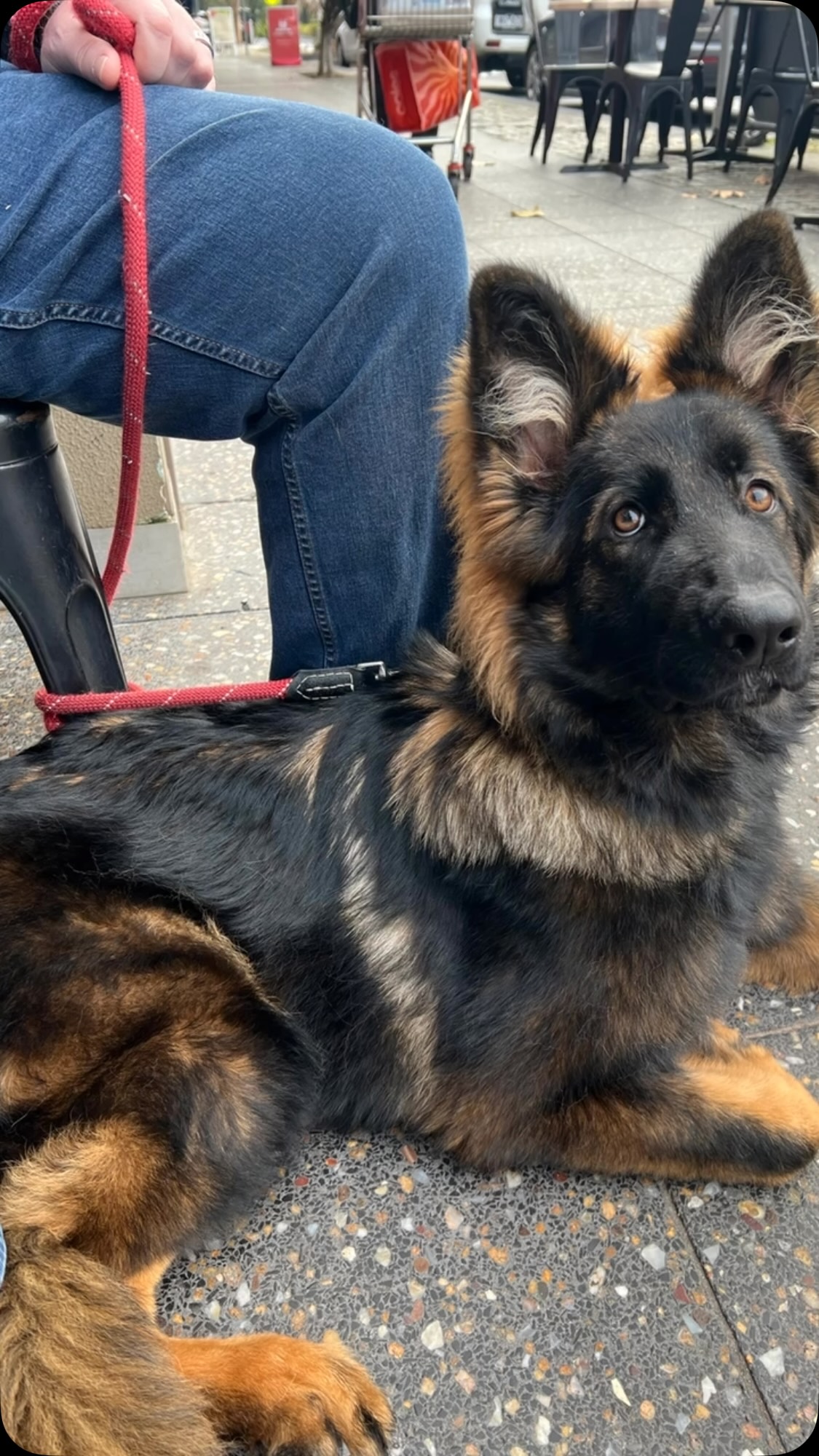 Val from the Charlie Litter. She turns heads wherever she goes 😍