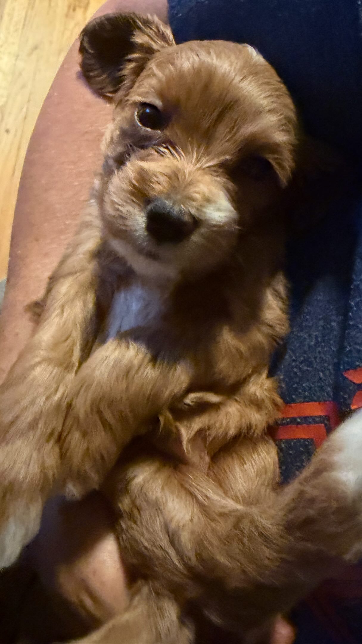 Cavapoo puppy #cavapoo #puppies #puppypawscolorado #puppylove