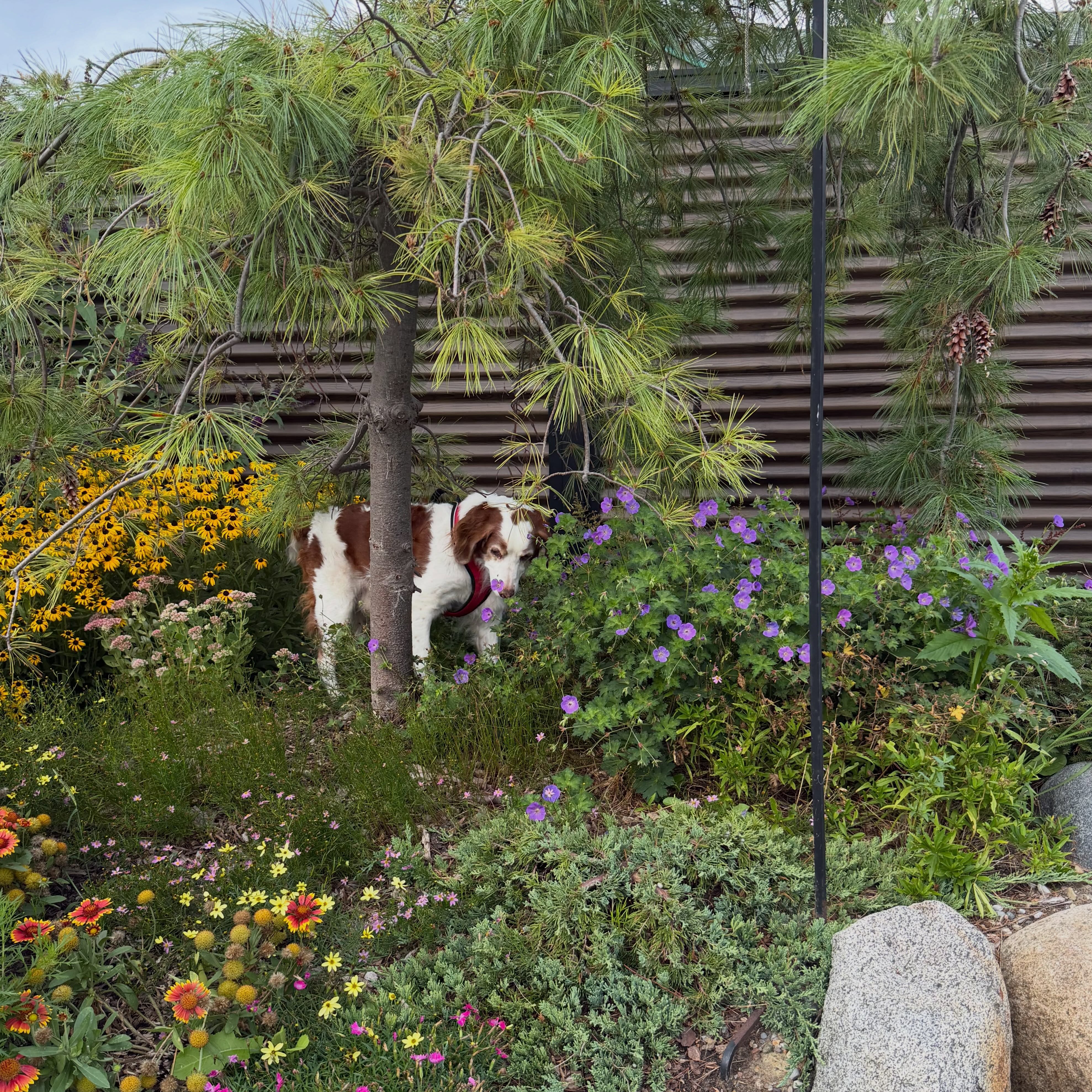 Ruger in the garden doing some important research with the flowers 🌹🌸🐾