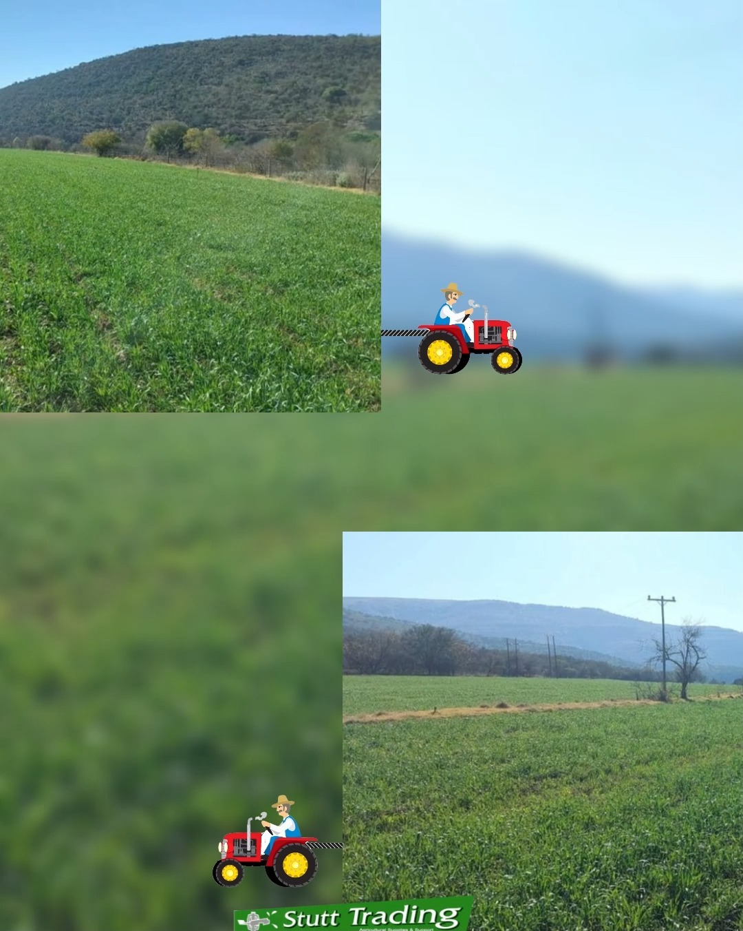 Watch those greenfeed plantings come to life! 🌱
Huge appreciation to one of our valued clients for sending through these clips of their late greenfeed crops taking shape. There is real satisfaction in seeing fertile land respond to proper care, setting up strong grazing and solid feed flows ahead.
It is a privilege to walk the journey with producers who invest so passionately in their land and livestock.
#StuttTrading #Greenfeed #ClientSuccess #LivestockFeed #InServiceOfOurFarmers