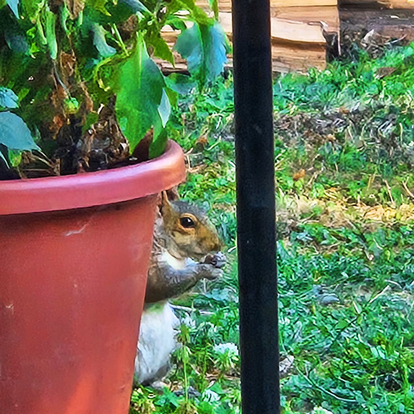 I see you there, eating peanuts you planted in my pots. Kindly, take your shells with you, Sir/Ma'am.