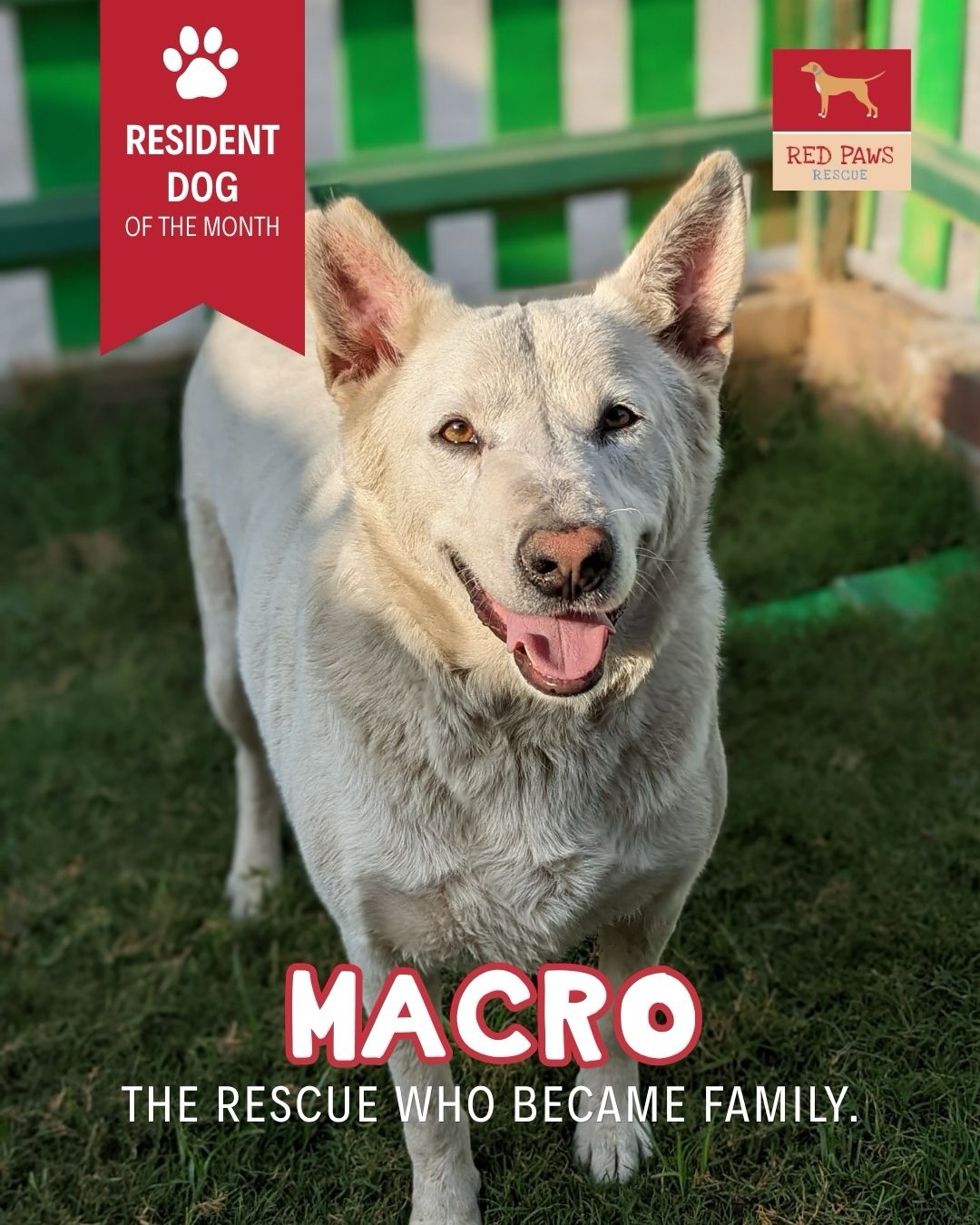 Meet Macro, our Resident Dog of the Month. 🐾
Rescued in 2020 with a serious nasal tumour, Macro’s journey was filled with uncertainty, months of treatment, and a fight to survive.
After chemotherapy and countless days of care, Macro found his strength again. With the possibility of his tumour returning, we chose to give him something even more precious than recovery, a forever home.
From being one of our first rescues to becoming a beloved member of the Red Paws family, Macro reminds us that some stories don’t end with adoption.
Some end with belonging. ❤️
#ResidentDogOfTheMonth #RedPawsRescue #RescueStories #AdoptDontShop