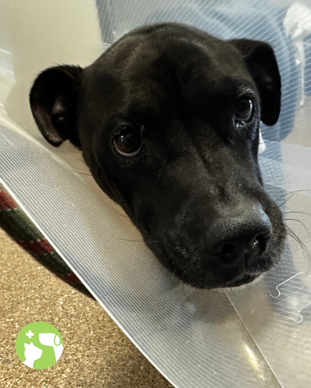 Sweet corn season is upon us, and Willa got an early start. 🌽
When Willa couldn’t keep food down and her energy started dropping, her family knew something wasn’t right.
Turns out, Willa had eaten a corn cob that was causing an obstruction. She went to surgery that same day to have it removed and was able to head home to recover with her family. A few weeks later, she was back to her happy self!
The cost of an unexpected surgery can be a lot for any family. Thanks to Mission’s subsidized care, Willa was able to get the surgery she needed and get back home to the people who love her.
No more corn cobs for Willa!