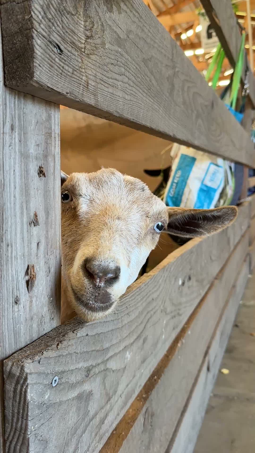 Friendly faces all around at the Terryville Fair! 🐐
#Terryville #fair #terryvillefair #terryvillect #animals #animalbarn #familyfun