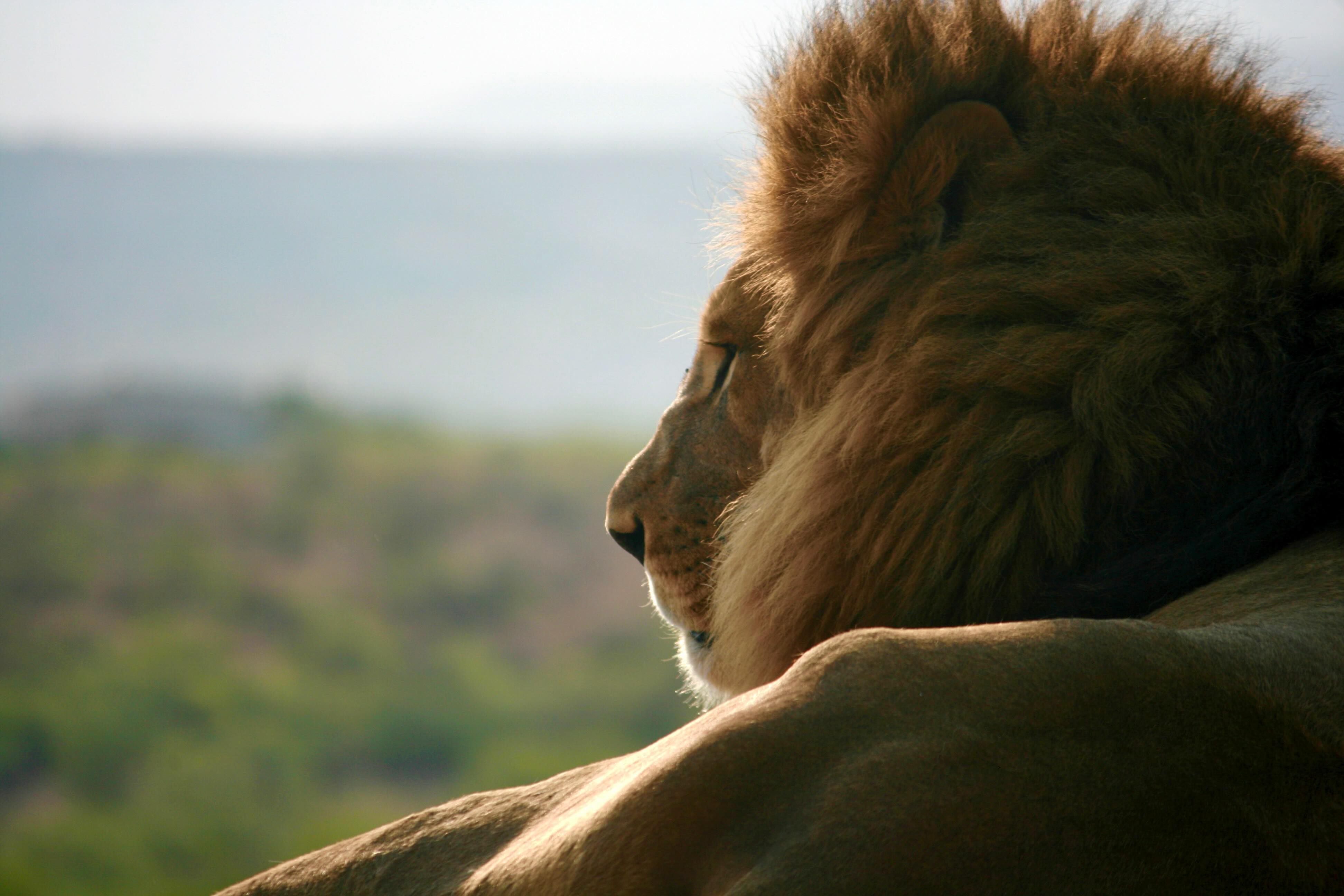 Looking over the beautiful day. You should come and join him.
We are OPEN everyday 9:30am to 5:00pm. except Christmas, Thanksgiving, and possible rain.
#outofafricawildlifepark #outofafricawildlifeparkandsanctuary #lions #wildanimals