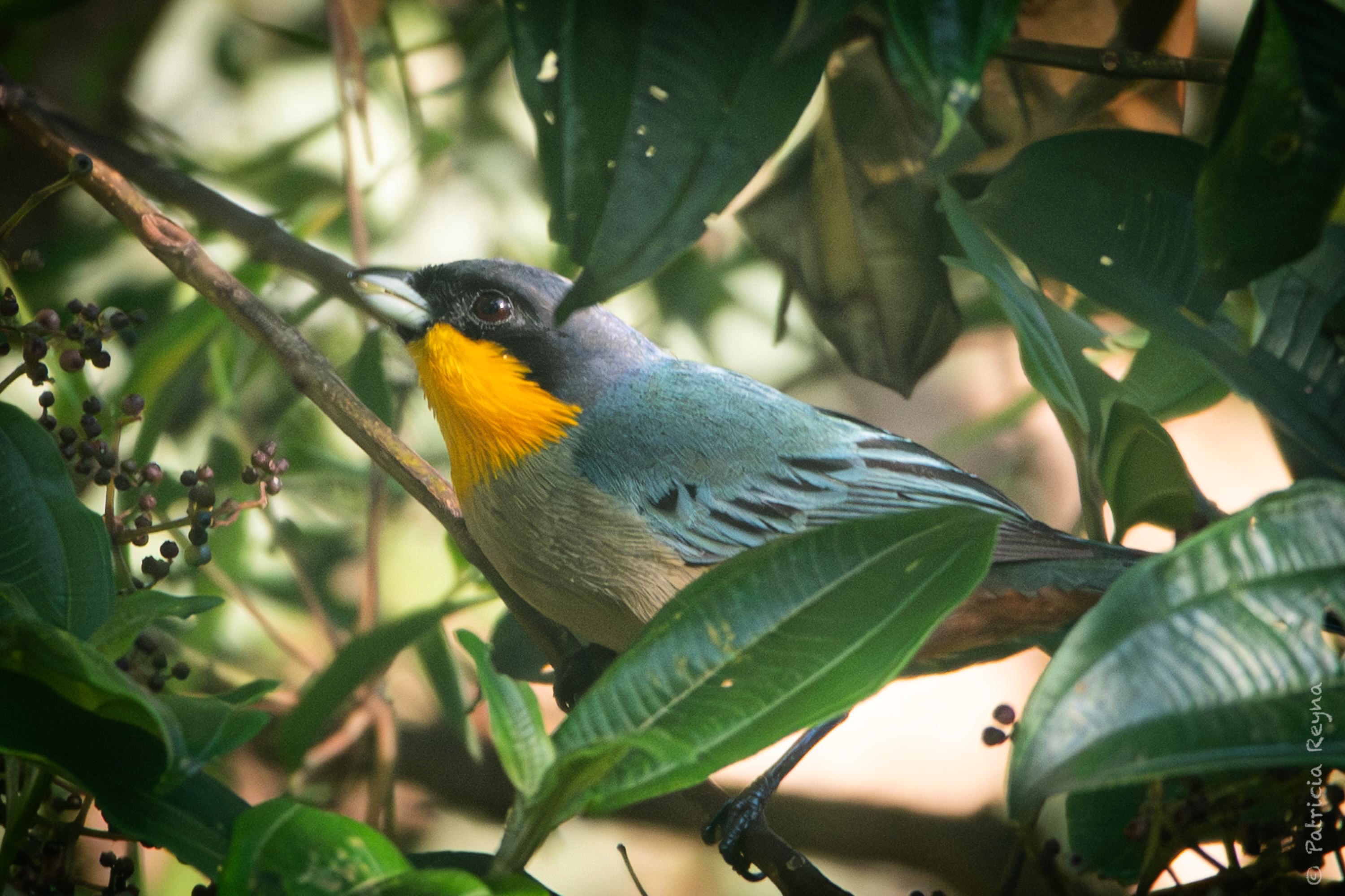 🔬 Iridosornis analis
🇵🇪 Tangara de Garganta Amarilla
🇬🇧 Yellow-throated Tanager
No pierdo oportunidad de compartir fotos de esta tangarita que es de mis favoritas. Esta vez está alimentándose de los frutos de una miconia, conocida como Tiri Tiri o Palo Pajarito.
📍 @elpalmeral_oxapampa
Significado del Nombre: Iridosornis: Gr. iris, iridos= arco iris y ornis, ornithos= pájaro.
analis: L. analis= relativo a las coberteras inferiores de la cola, de la cloaca.(Avesdeperu.org)
Oxapampa tiene más de 800 especies de aves, de las cuales 180 han sido identificadas en proyecto de conservación de bosque El Palmeral.
Uno de los objetivos de nuestro proyecto es cuidar el hábitat de la gran diversidad de aves locales para que continúen subsistiendo como especies y viviendo libremente.
📷 @patriciareynafotografia
#elpalmeral_oxapampa #iridosornisanalis #avesperu #oxapampa #tangara