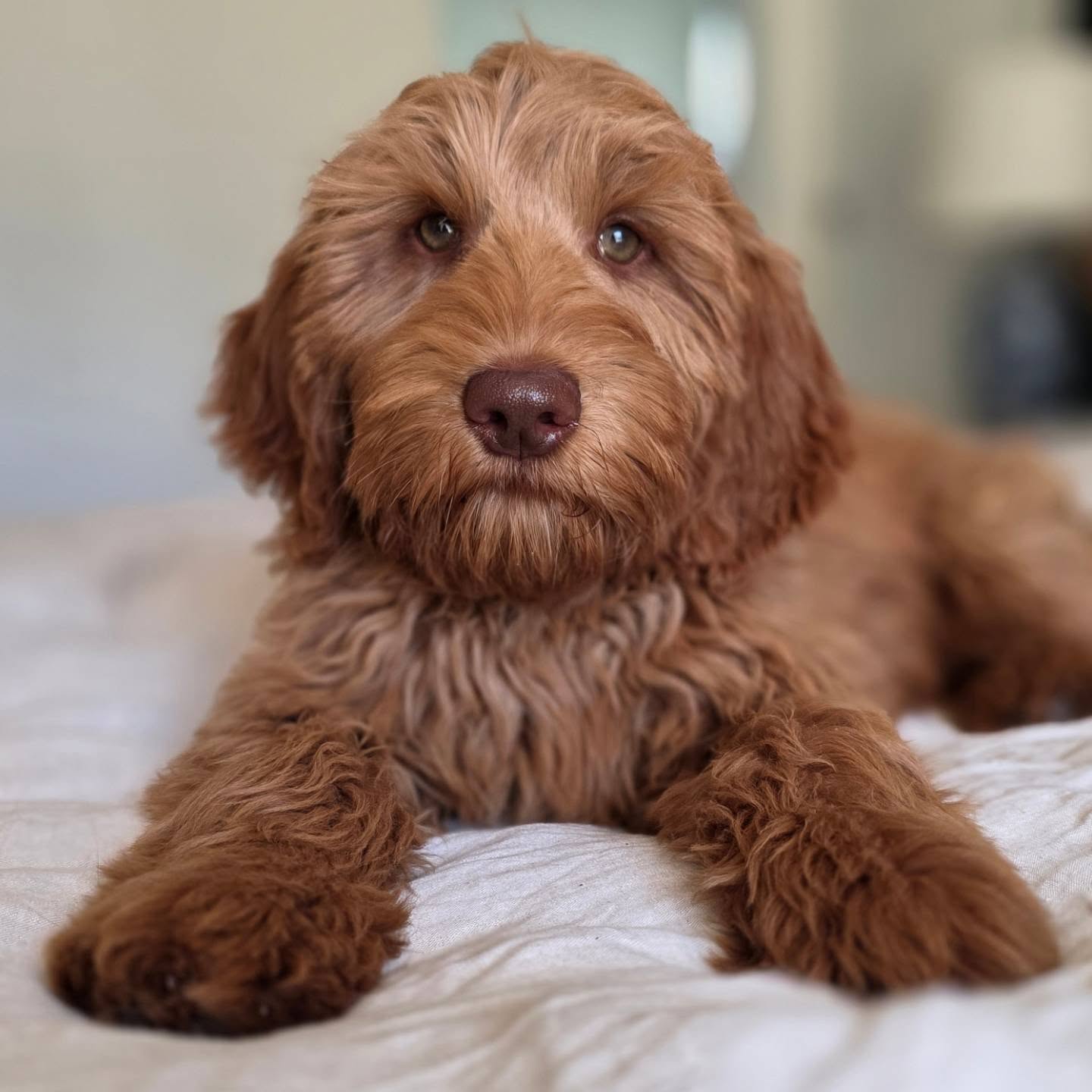 Cilla 🤎
Growing up beautifully. She has the most gorgeous expression — calm, curious and always watching what’s going on.
Georgie x Elvis
#AustralianCobberdog #LovelocksCobberdogs #Cobberdog #CaramelCobberdog