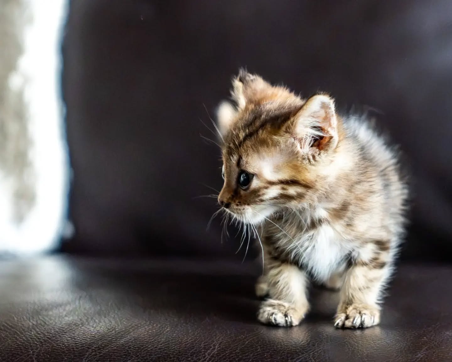 The ittyest bittyest little girl! 🥹 Ready for her forever family. 🤍